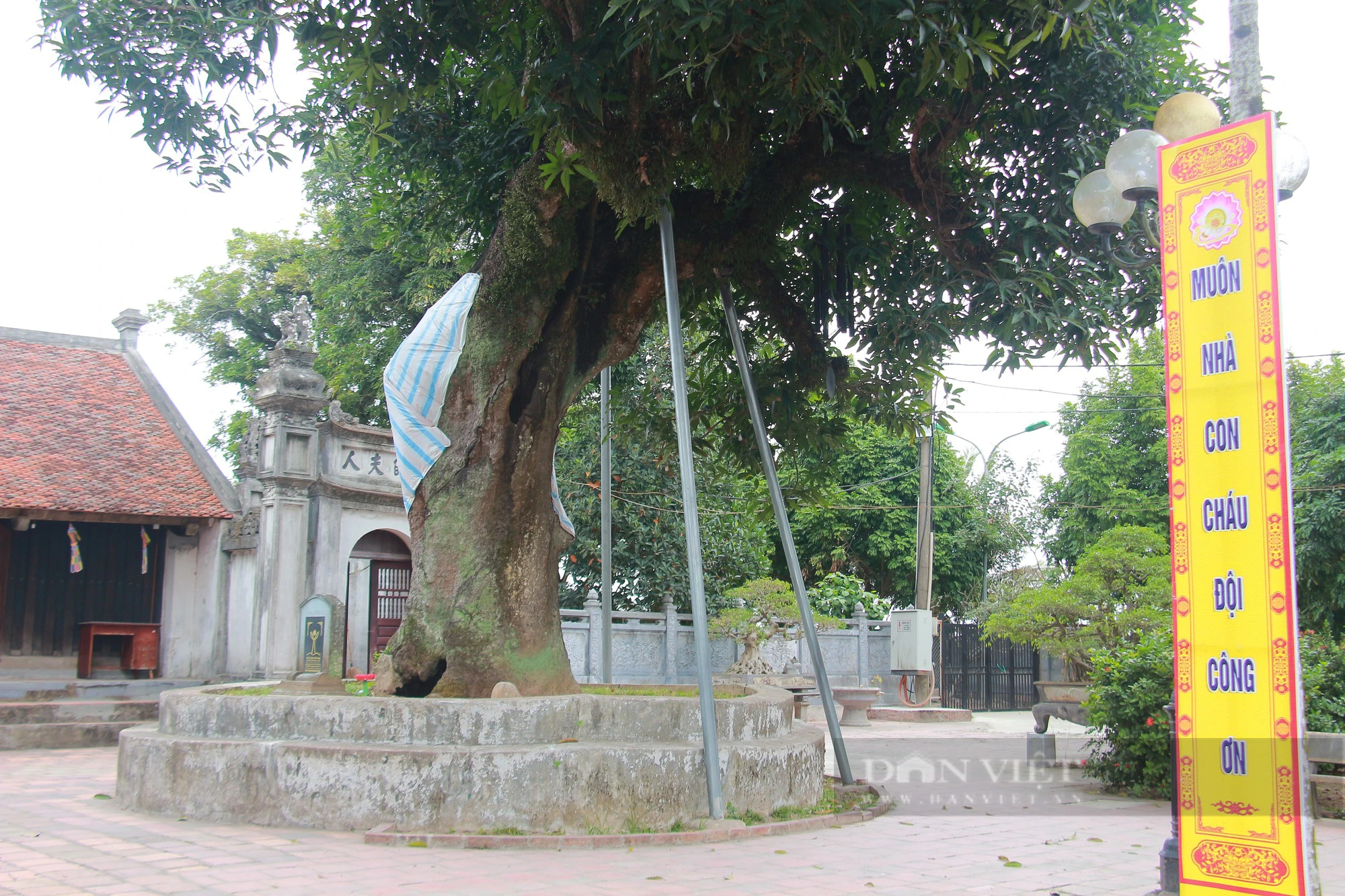 Bốn cây cổ thụ hàng trăm năm tuổi ở chùa Phổ Minh của Nam Định vẫn xanh tươi bốn mùa- Ảnh 6.