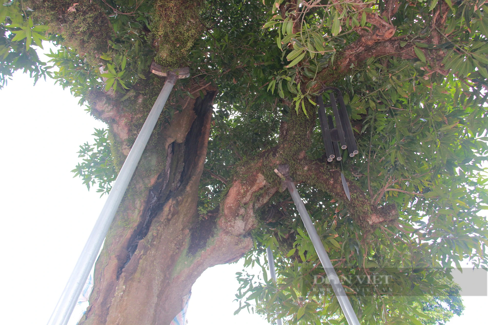 Bốn cây cổ thụ hàng trăm năm tuổi ở chùa Phổ Minh của Nam Định vẫn xanh tươi bốn mùa- Ảnh 7.