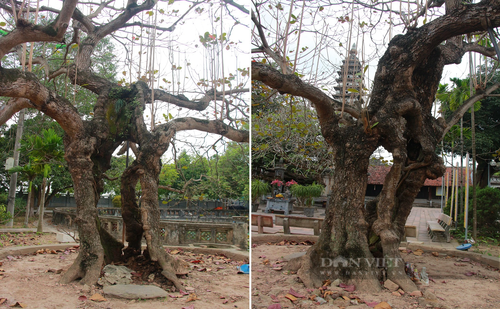 Bốn cây cổ thụ hàng trăm năm tuổi ở chùa Phổ Minh của Nam Định vẫn xanh tươi bốn mùa- Ảnh 8.