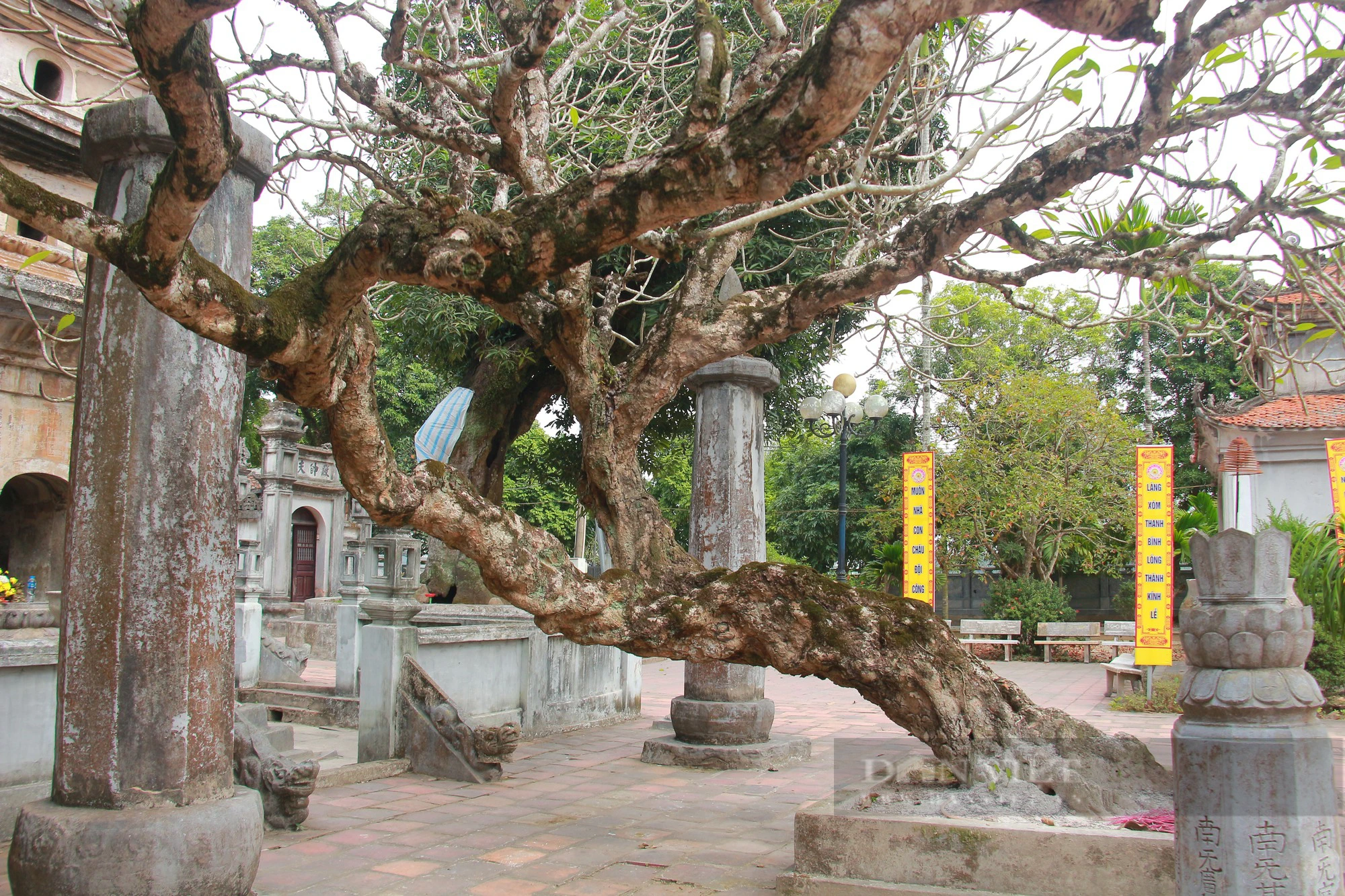 Bốn cây cổ thụ hàng trăm năm tuổi ở chùa Phổ Minh của Nam Định vẫn xanh tươi bốn mùa- Ảnh 9.