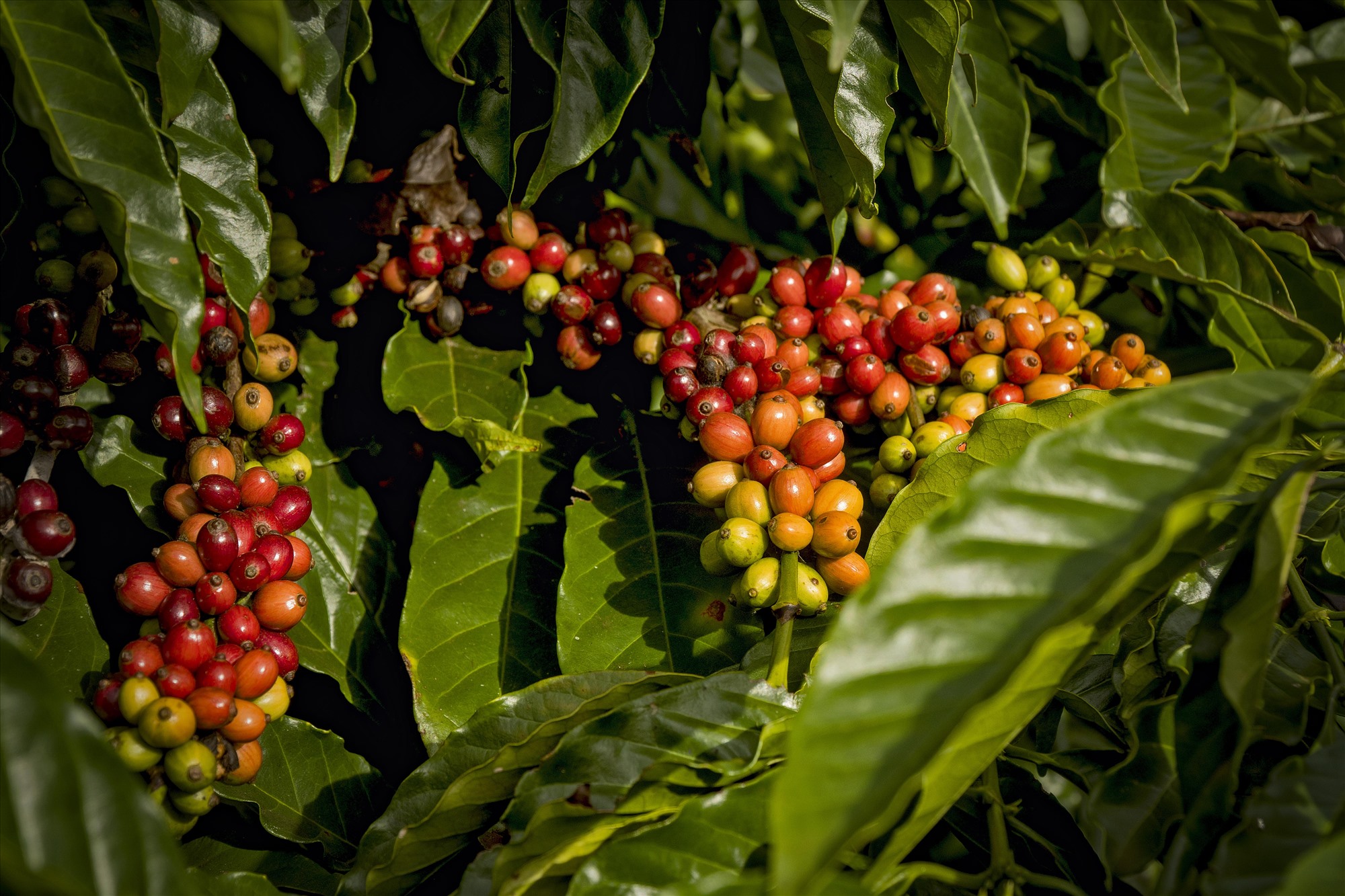 Giá cà phê ngày 10/1: Cà phê Robusta kỳ hạn đà tăng mạnh, trong nước giá cà phê đồng loạt tăng- Ảnh 3.