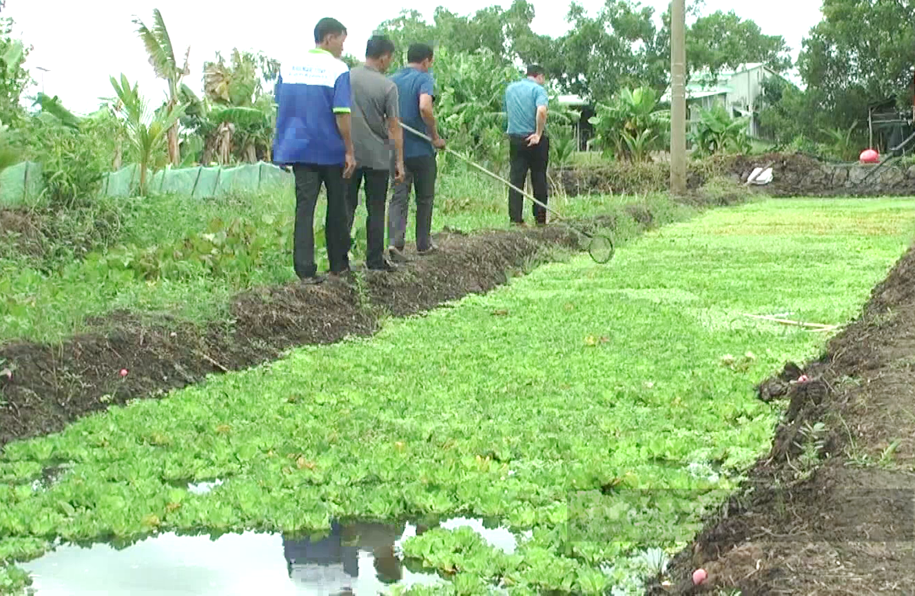 Đang trồng lúa ngon ơ, nông dân Tây Ninh chuyển sang nuôi con đặc sản này, thu lời cả trăm triệu- Ảnh 4.