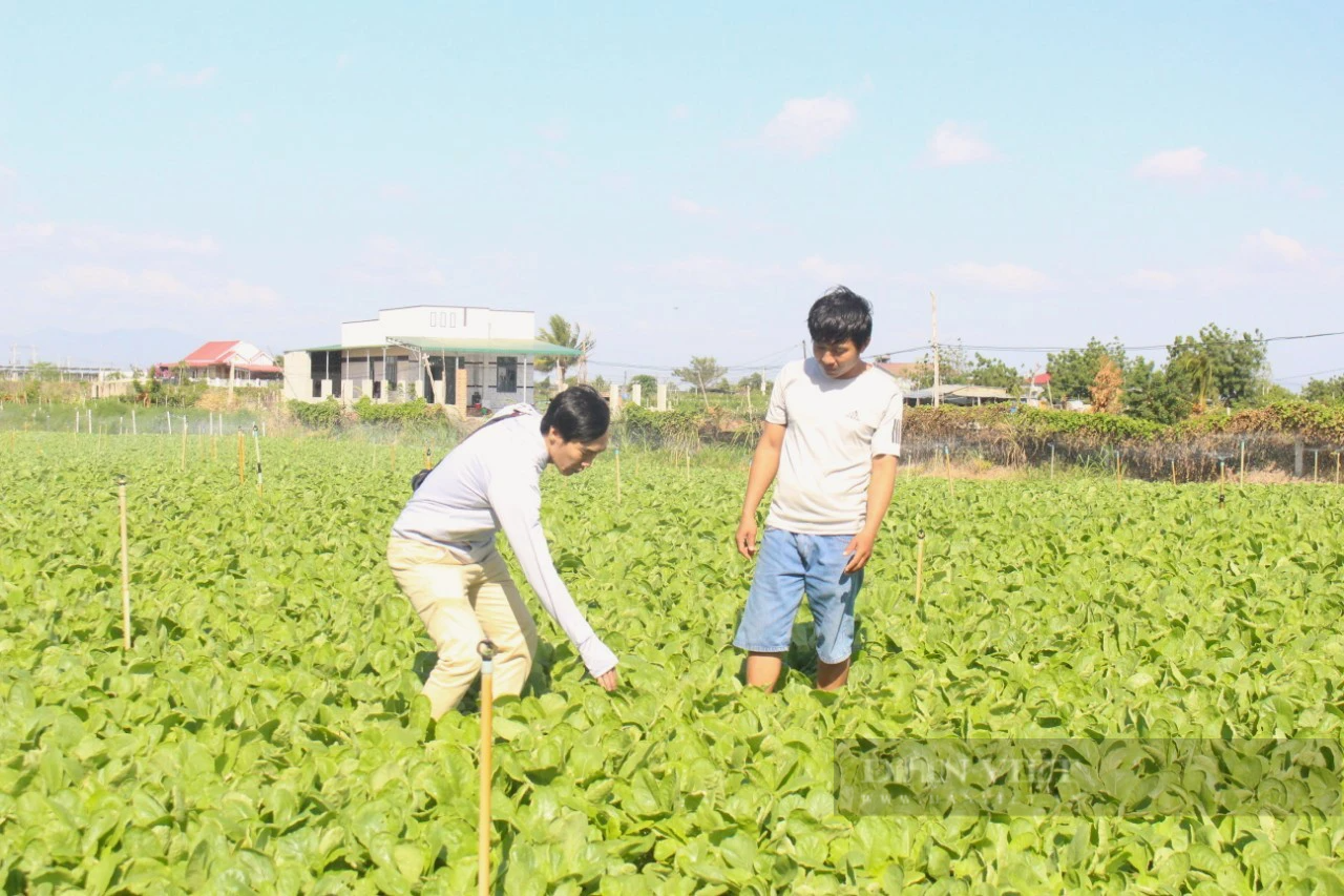 Vùng trồng rau lớn nhất Ninh Thuận tất bật chuẩn bị rau củ phục vụ Tết- Ảnh 1.