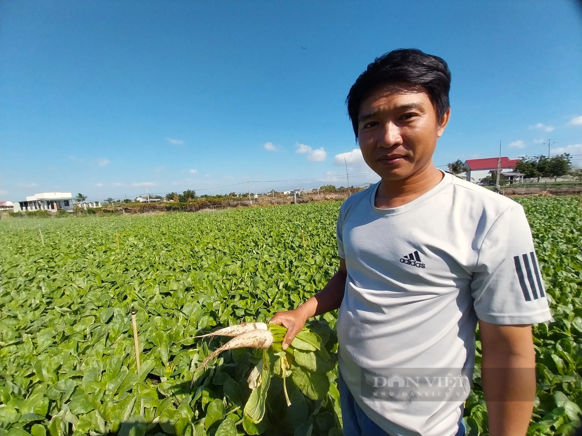 Vùng trồng rau lớn nhất Ninh Thuận tất bật chuẩn bị rau củ phục vụ Tết- Ảnh 2.