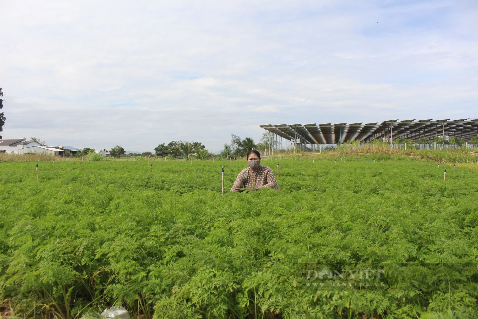 Vùng trồng rau lớn nhất Ninh Thuận tất bật chuẩn bị rau củ phục vụ Tết- Ảnh 3.