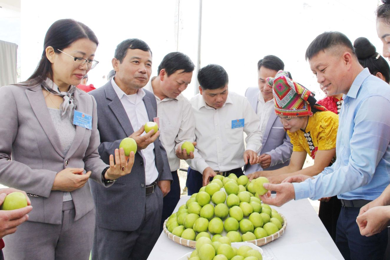 Sơn La: Mường Bú tổ chức ngày hội hái táo đại- Ảnh 7.