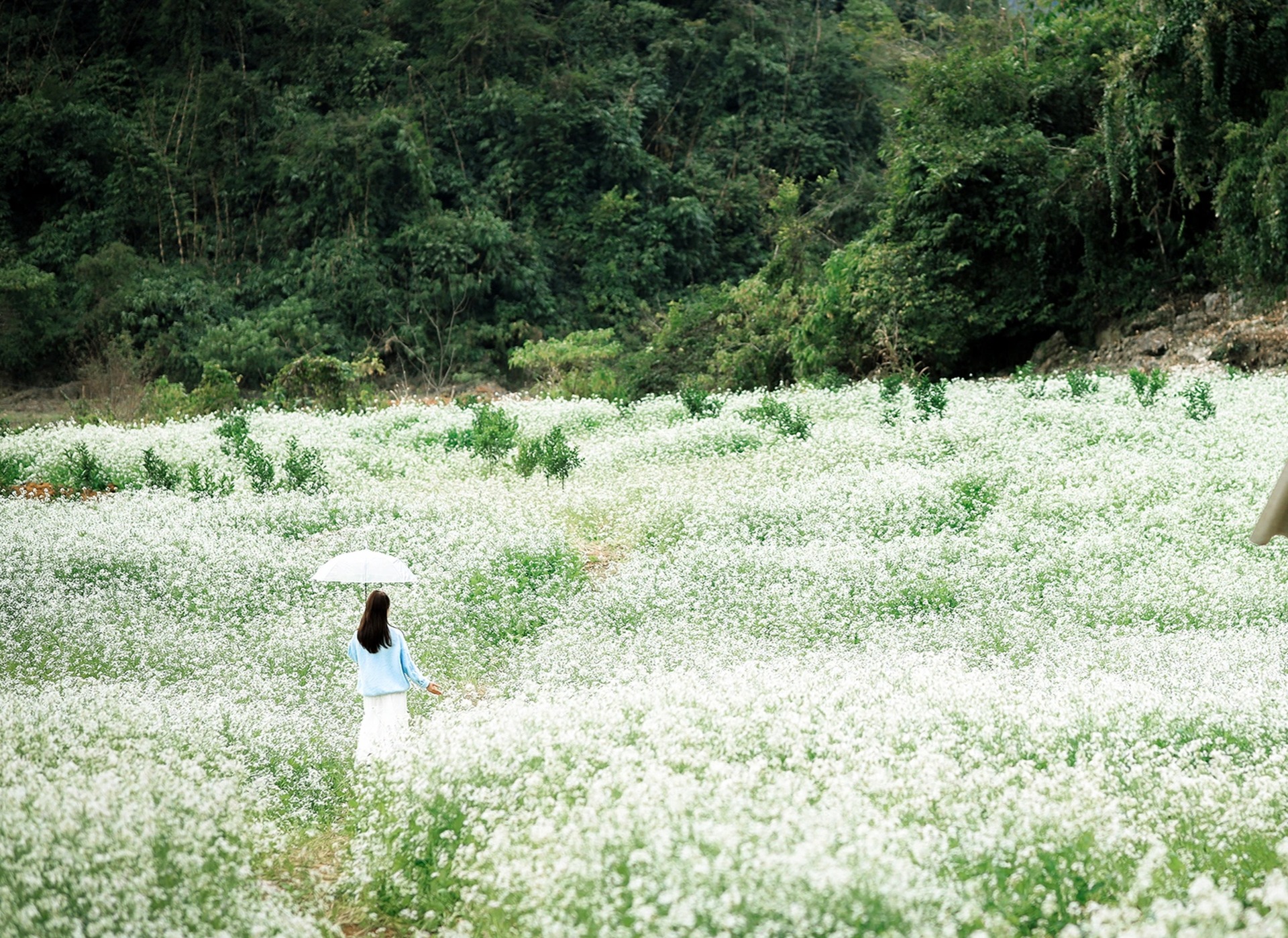 Bạt ngàn hoa cải trắng đẹp như tranh ở Mộc Châu, du khách đổ xô tới chụp ảnh- Ảnh 2.
