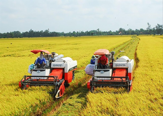 Xuất khẩu gạo "được mùa", dân háo hức trồng lúa chất lượng cao- Ảnh 1.
