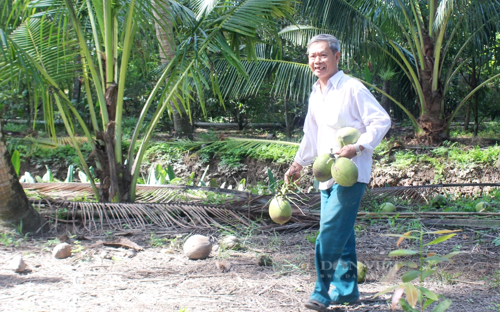 Ông Trần Văn Rành ở xã Sơn Phú (huyện Giồng Trôm, Bến Tre) trồng dừa theo hướng hữu cơ. Ảnh: Trần Khánh