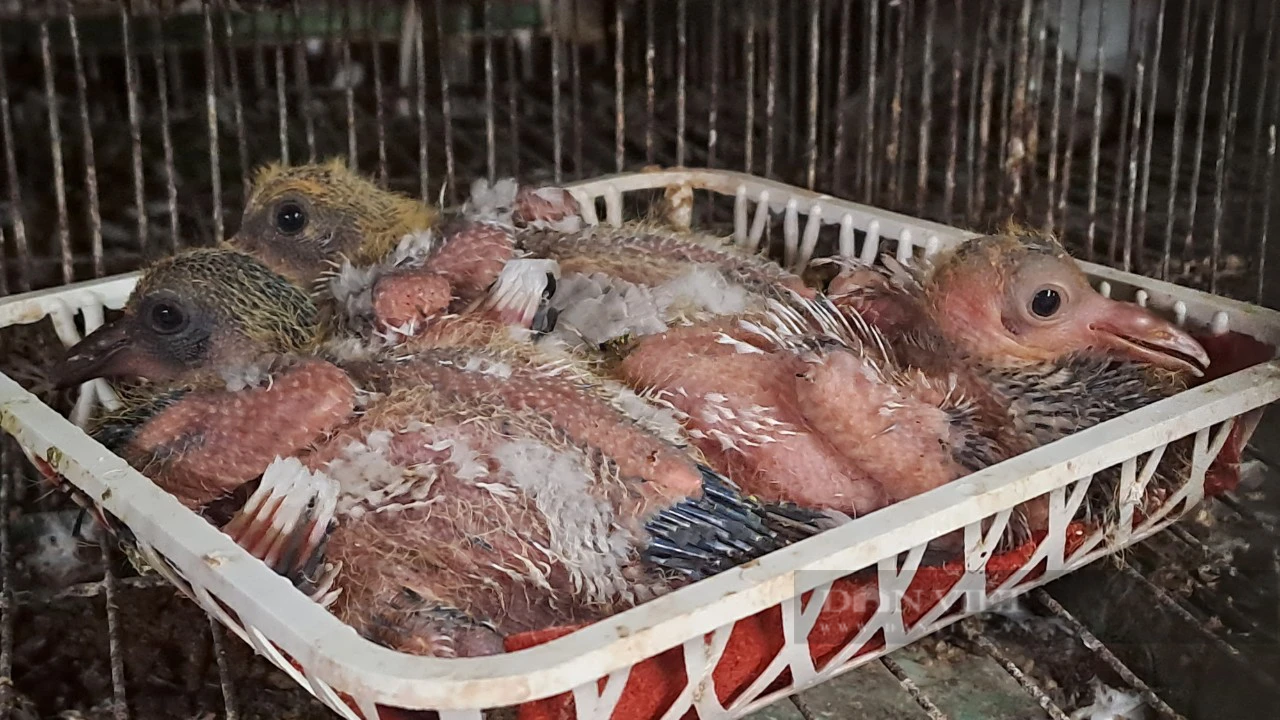 Nuôi chim bồ câu Pháp, ông nông dân Thái Nguyên thu đều 50 triệu đồng mỗi tháng- Ảnh 3.