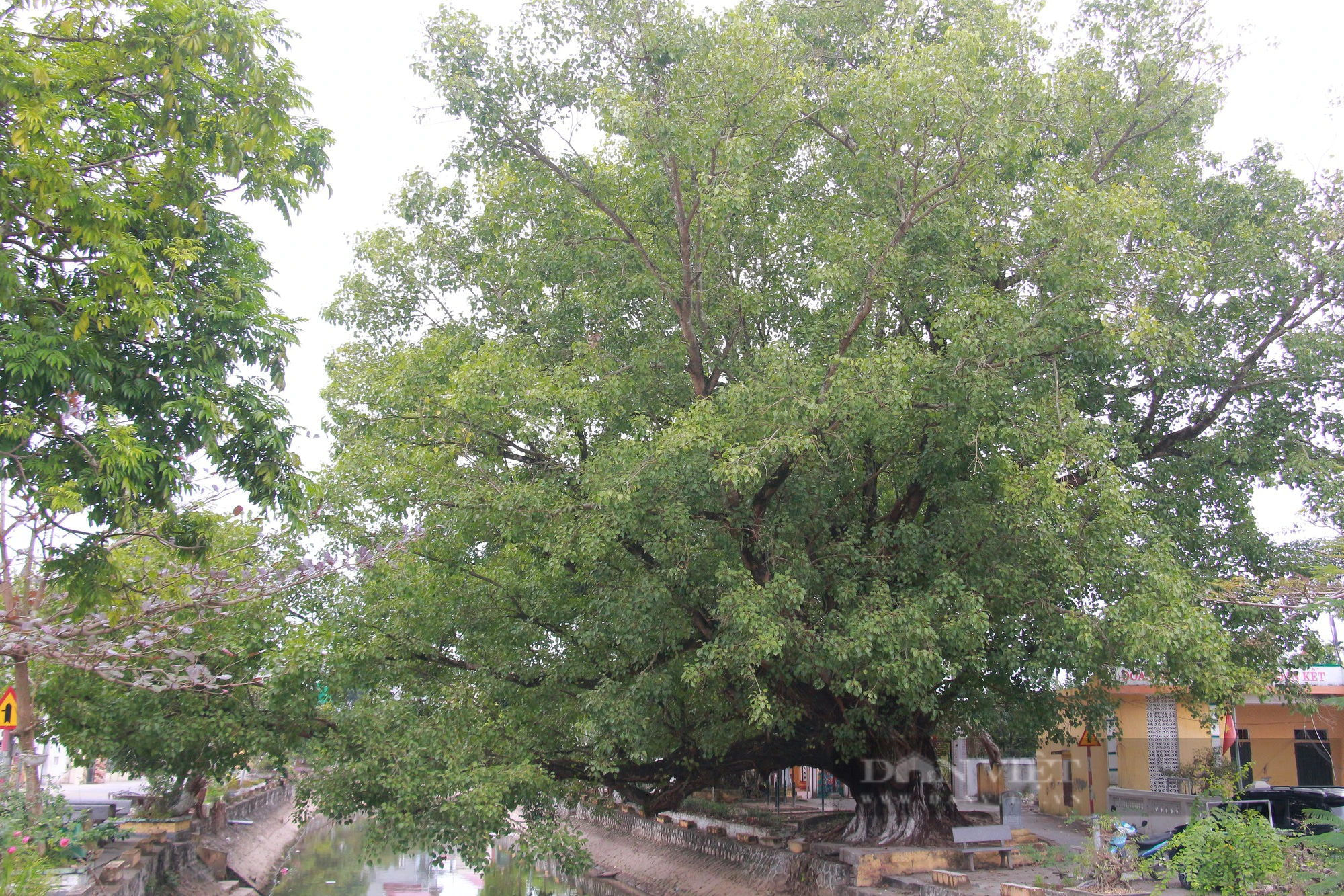 Ngỡ ngàng một xóm ở Nam Định có tới 5 cây Di sản Việt Nam, tuổi đời hàng trăm năm- Ảnh 2.