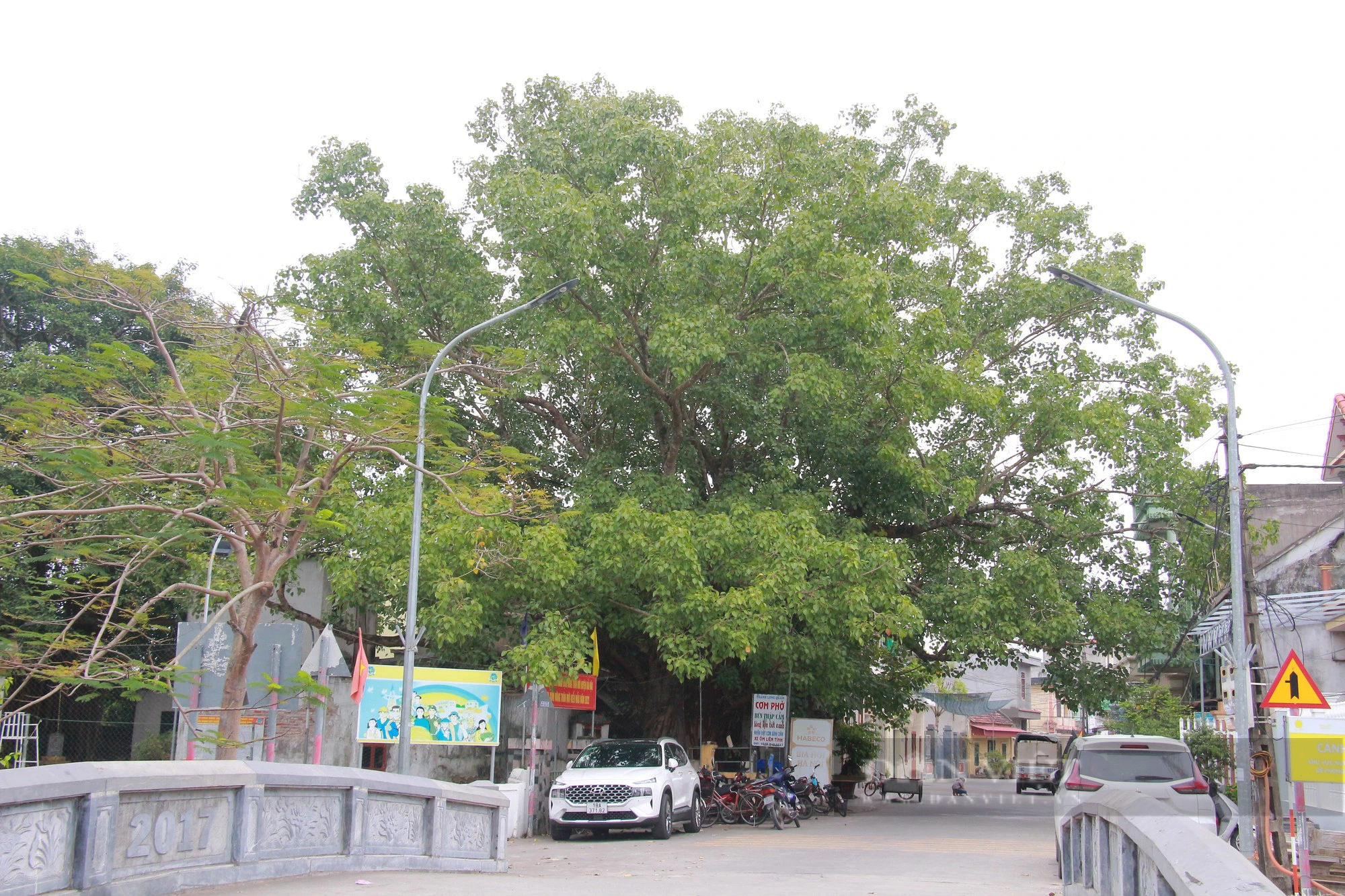 Ngỡ ngàng một xóm ở Nam Định có tới 5 cây Di sản Việt Nam, tuổi đời hàng trăm năm- Ảnh 3.