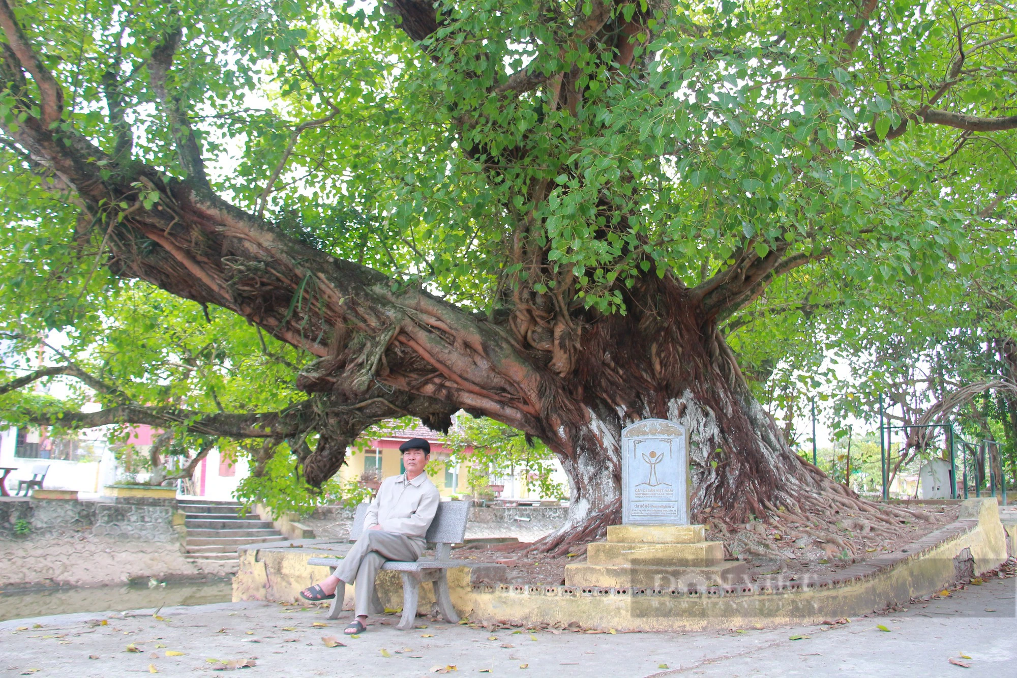 Ngỡ ngàng một xóm ở Nam Định có tới 5 cây Di sản Việt Nam, tuổi đời hàng trăm năm- Ảnh 5.
