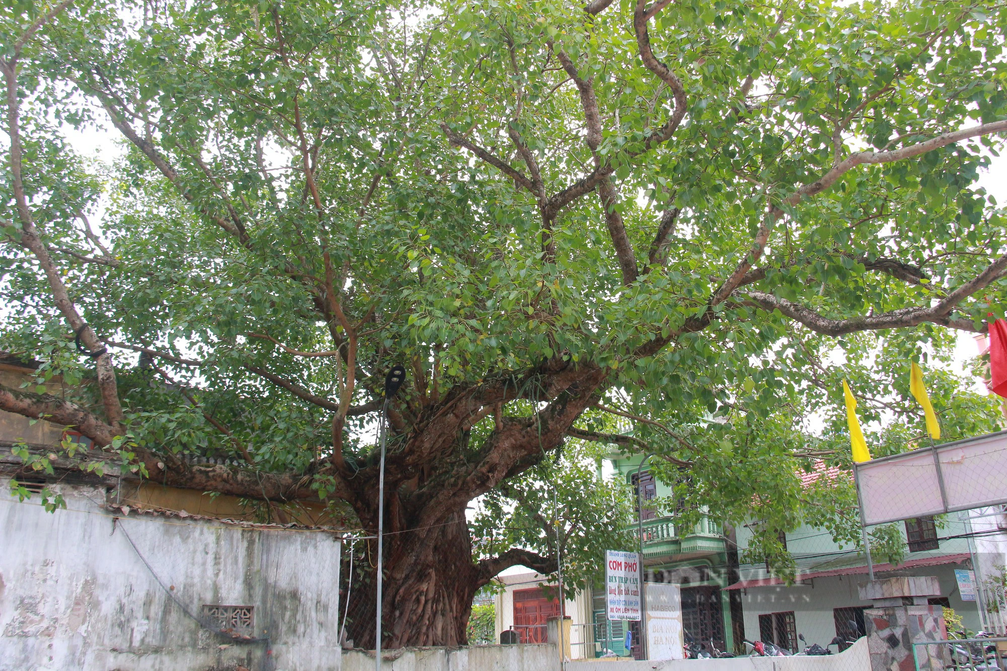 Ngỡ ngàng một xóm ở Nam Định có tới 5 cây Di sản Việt Nam, tuổi đời hàng trăm năm- Ảnh 6.