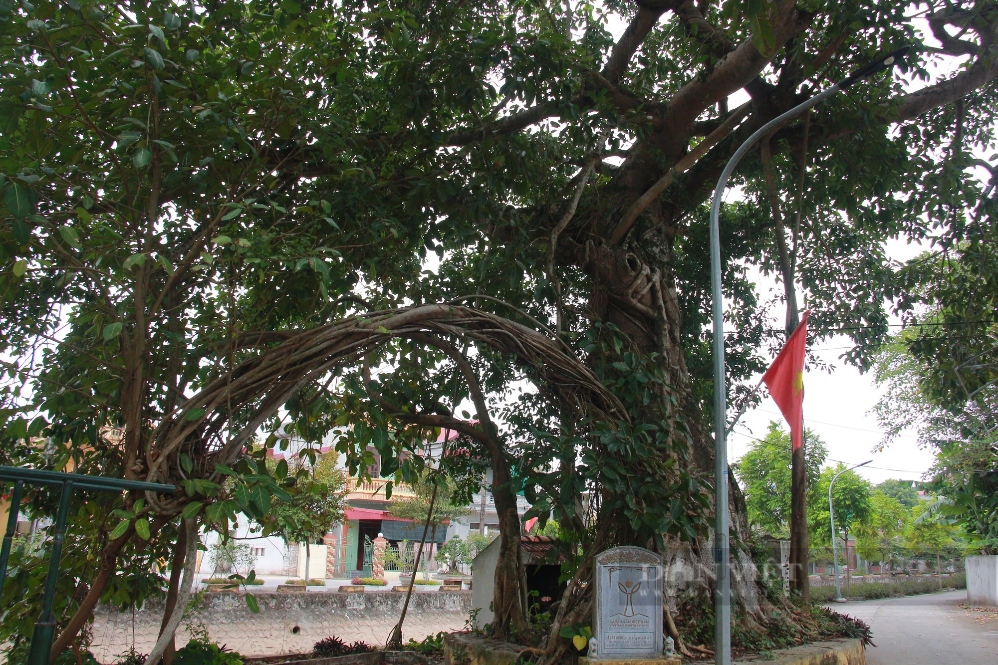 Ngỡ ngàng một xóm ở Nam Định có tới 5 cây Di sản Việt Nam, tuổi đời hàng trăm năm- Ảnh 8.