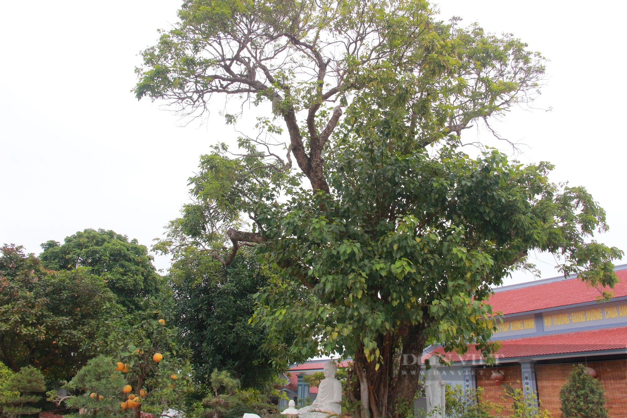 Ngỡ ngàng một xóm ở Nam Định có tới 5 cây Di sản Việt Nam, tuổi đời hàng trăm năm- Ảnh 9.