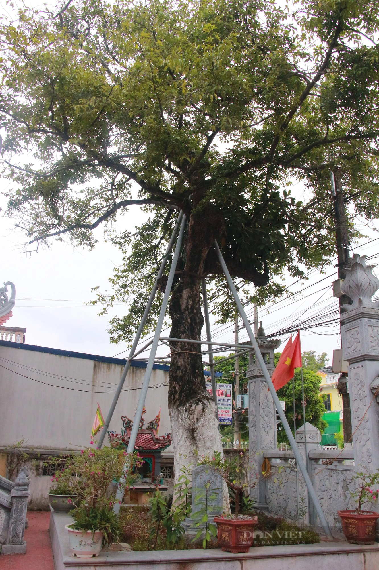 Ngỡ ngàng một xóm ở Nam Định có tới 5 cây Di sản Việt Nam, tuổi đời hàng trăm năm- Ảnh 10.
