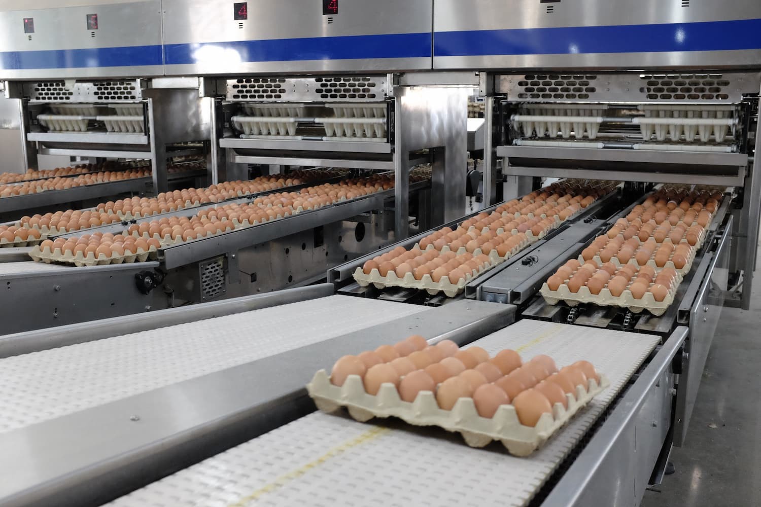 Thép Hòa Phát bán 300 triệu trứng gà, xuất khẩu trứng sang cả Lào, Campuchia- Ảnh 1.