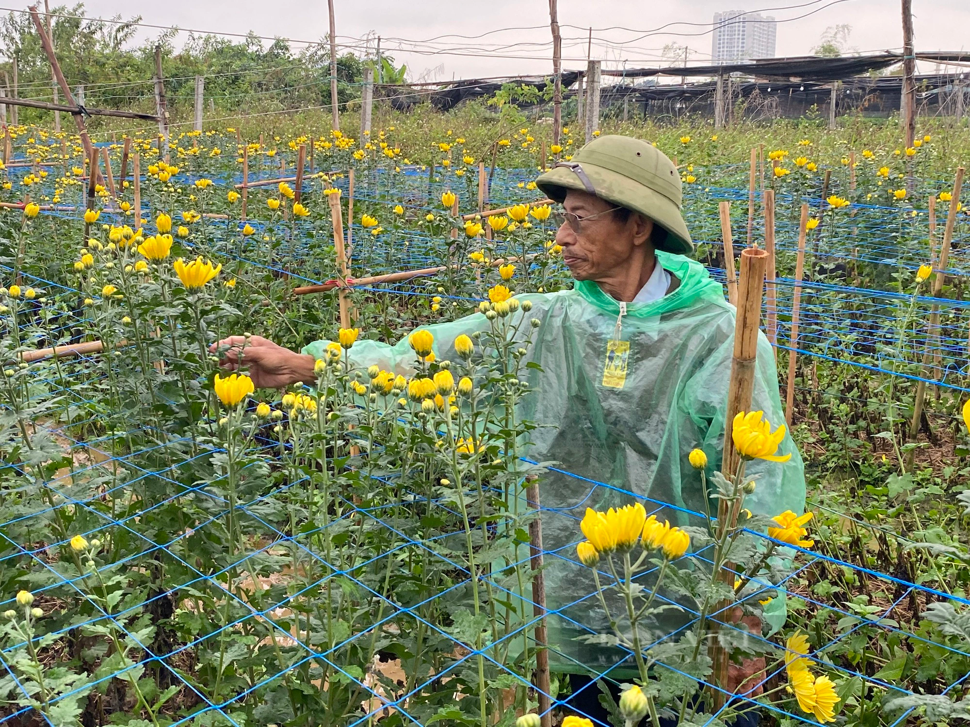 Làng hoa Tây Tựu mong được giá khi cận Tết Nguyên đán- Ảnh 1.