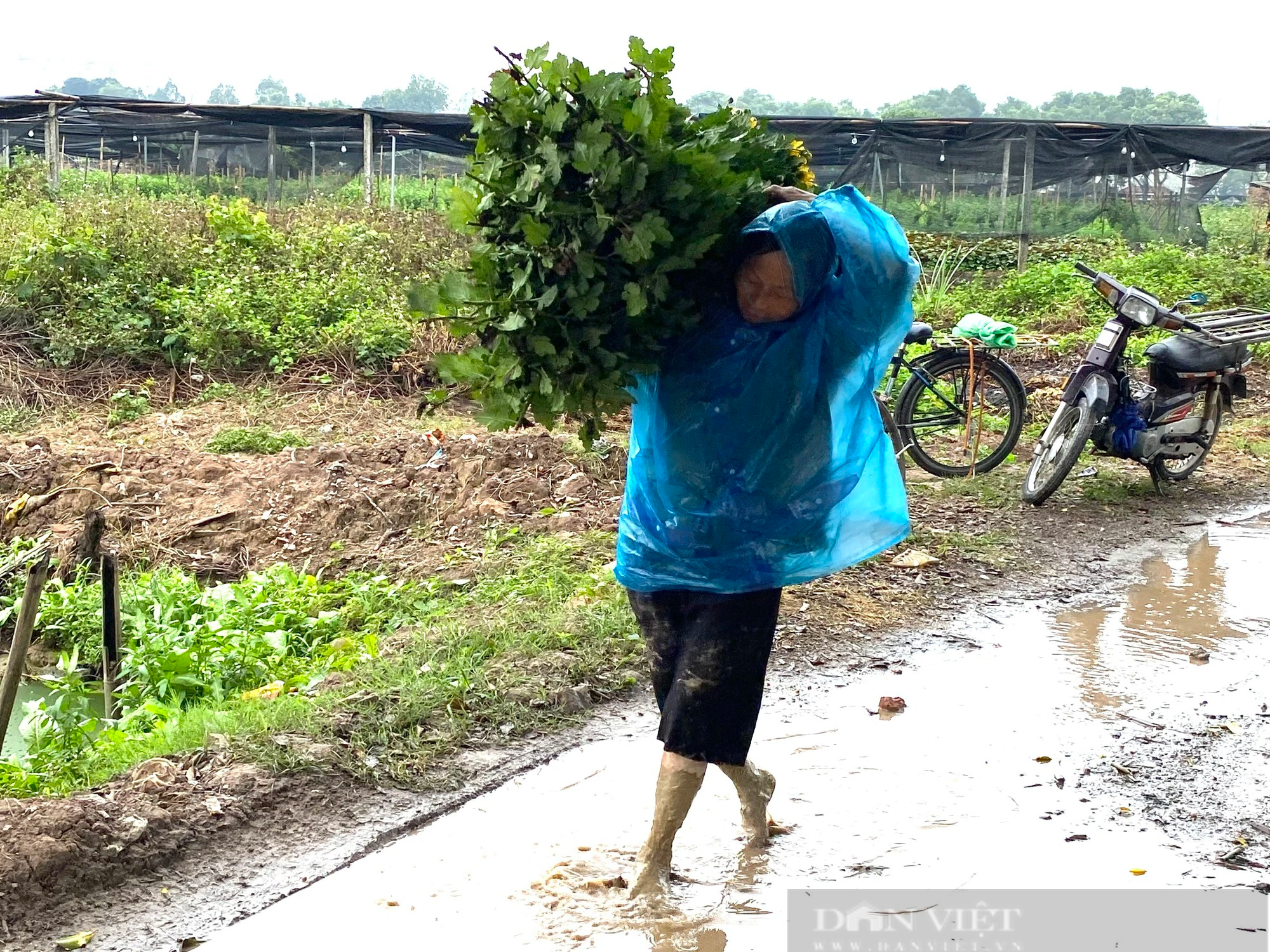 Làng hoa Tây Tựu mong được giá khi cận Tết Nguyên đán- Ảnh 2.