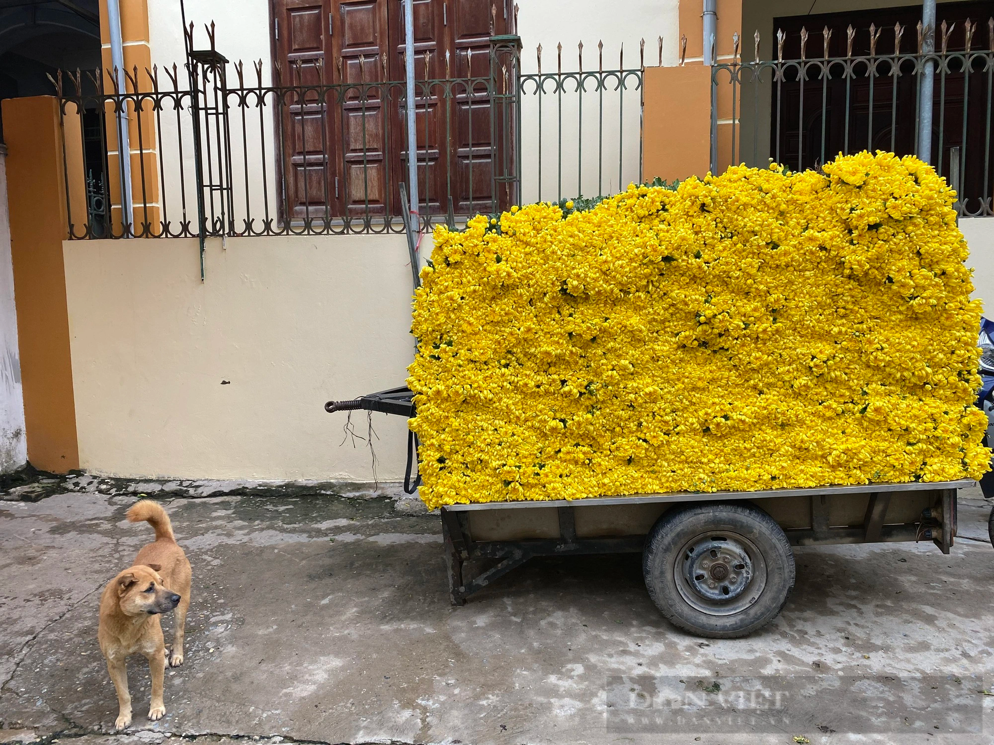 Làng hoa Tây Tựu mong được giá khi cận Tết Nguyên đán- Ảnh 5.