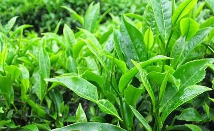 Bất ngờ về tác dụng của lá trà xanh, lá trà xanh chữa bệnh gì?- Ảnh 2.