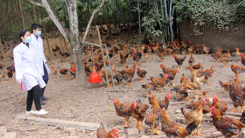Một huyện của tỉnh Bắc Giang sắp tung ra thị trường Tết 2,2 triệu con gà đặc sản, giá đang tăng từng ngày- Ảnh 1.