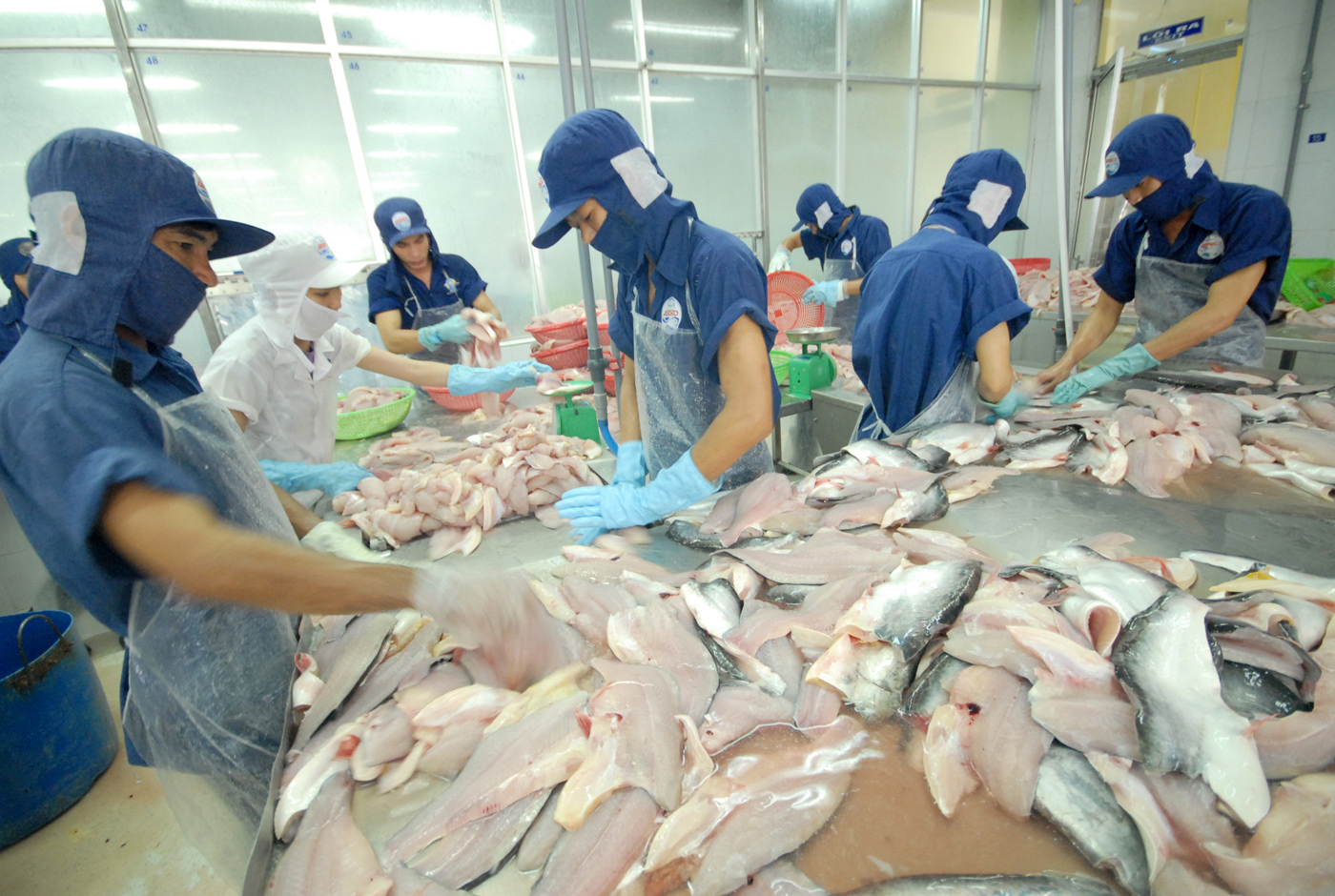 Bán các loài cá, tôm đi khắp thế giới, Việt Nam thu về 9,2 tỷ USD- Ảnh 1.