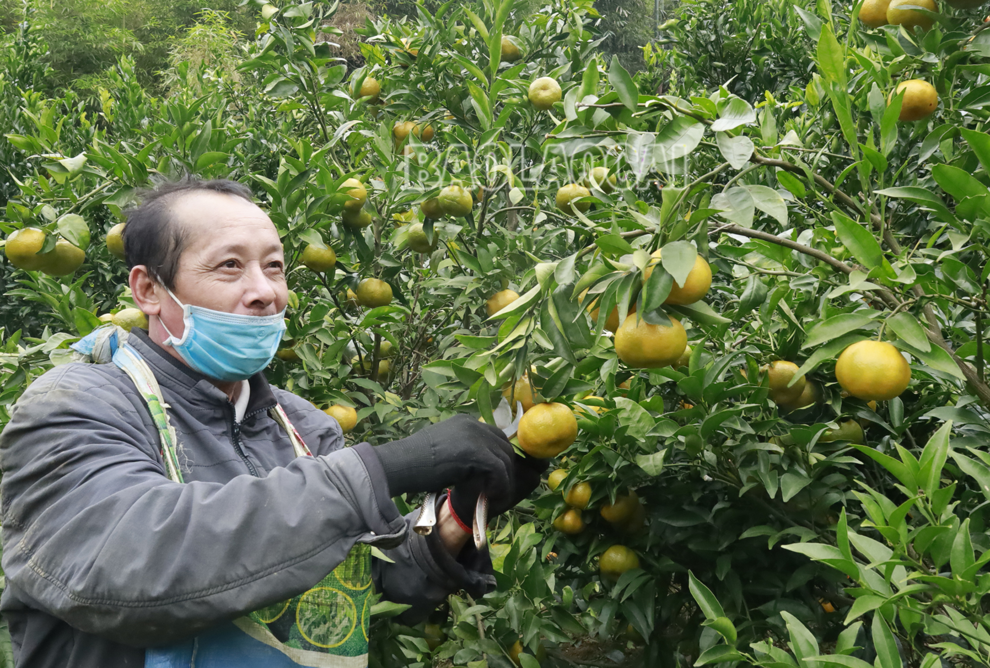 Loại quả ngon, mọng nước, giàu vitamin C này giúp nông dân Lào Cai thu về 100 tỷ đồng- Ảnh 1.