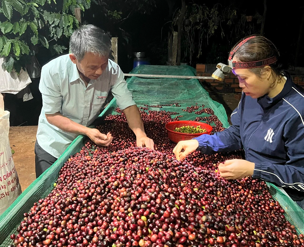 Cũng là cà phê, nhưng cà phê của những nông dân này ở Gia Lai chế biến lạ lắm, giá bán cao vẫn hút hàng- Ảnh 1.