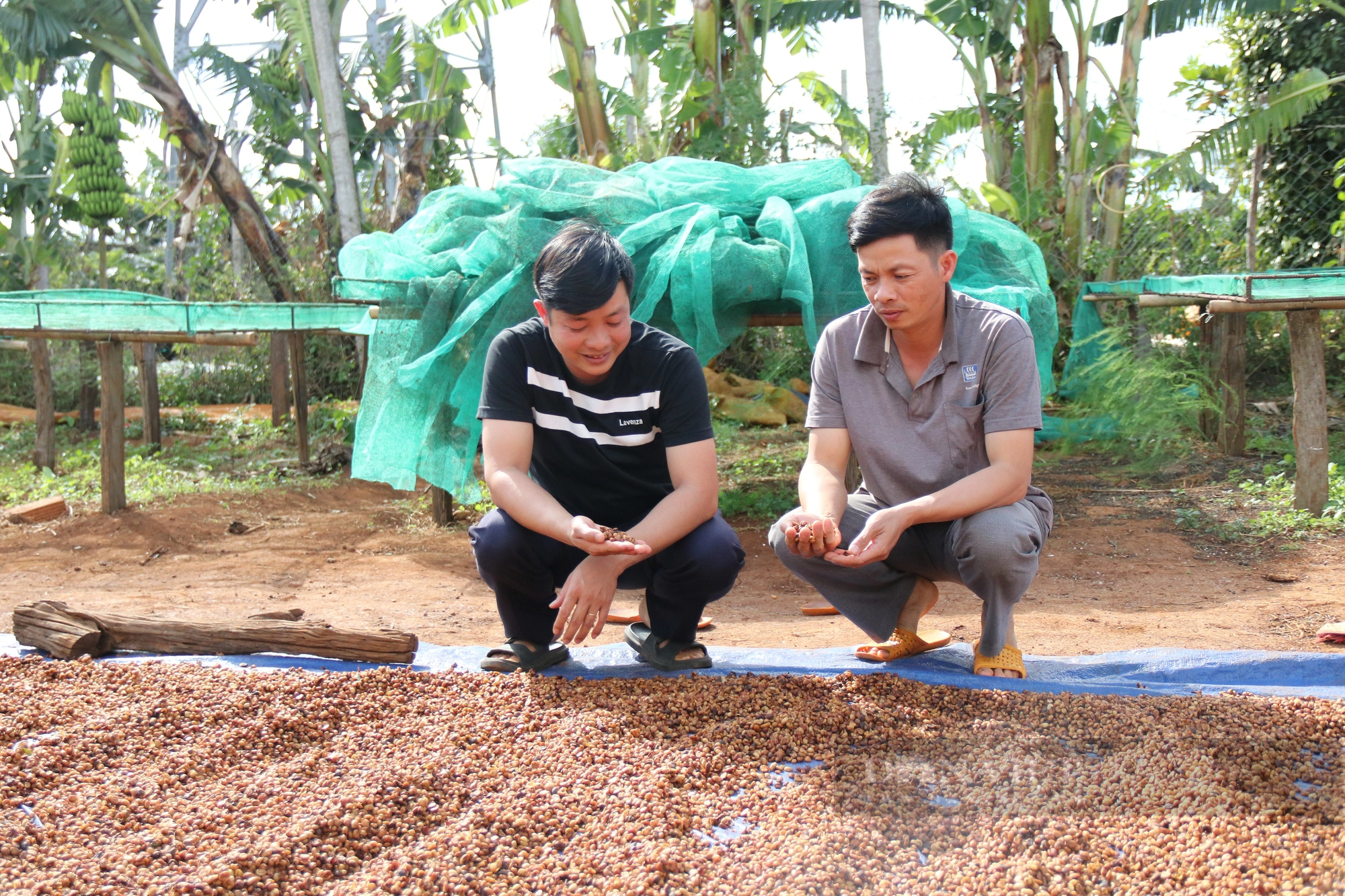 Cũng là cà phê, nhưng cà phê của những nông dân này ở Gia Lai chế biến lạ lắm, giá bán cao vẫn hút hàng- Ảnh 6.