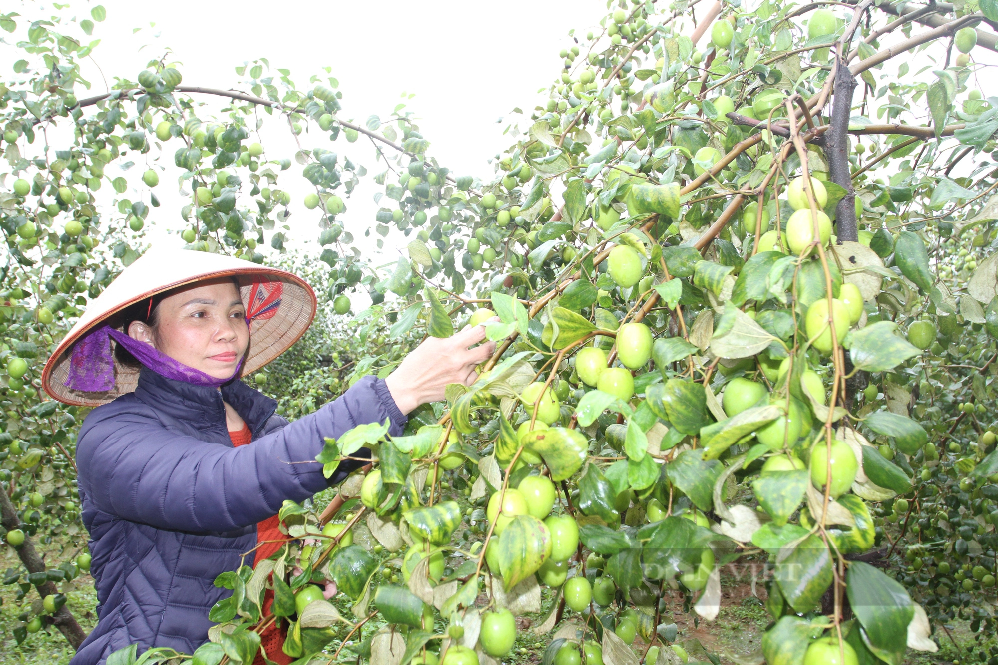 Thái Nguyên: Táo Đồng Liên được cả mùa lẫn giá, nông dân rộn ràng thu hoạch chờ đón Tết Giáp Thìn - Ảnh 3.