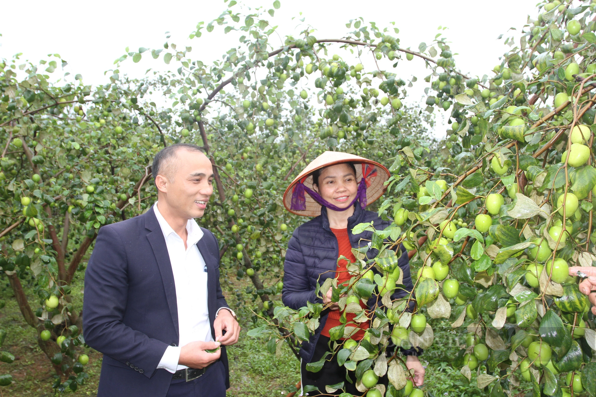 Thái Nguyên: Táo Đồng Liên được cả mùa lẫn giá, nông dân rộn ràng thu hoạch chờ đón Tết Giáp Thìn - Ảnh 5.