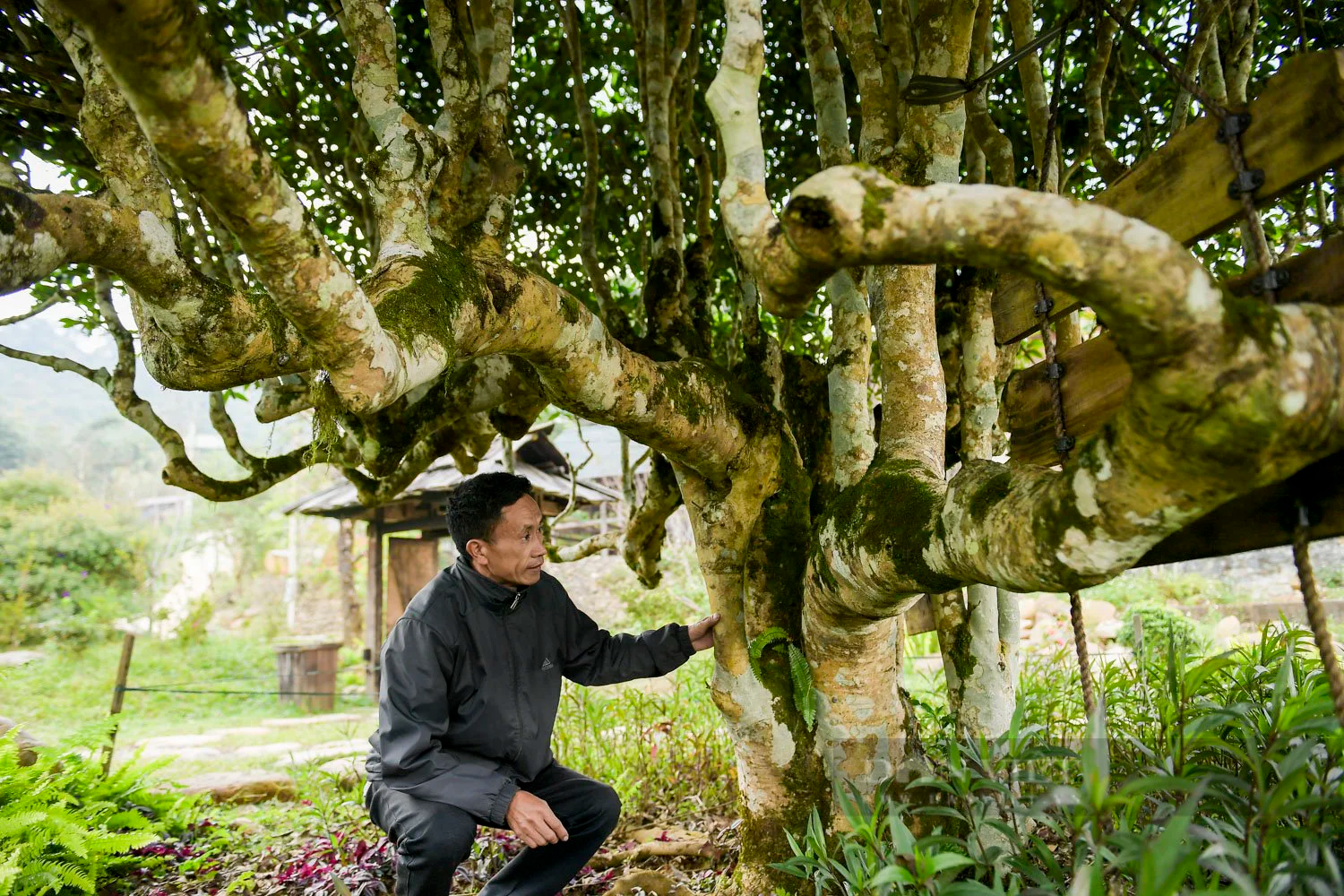 Cận cảnh cây chè Shan tuyết cổ thụ 500 năm tuổi đẹp nhất Việt Nam- Ảnh 6.