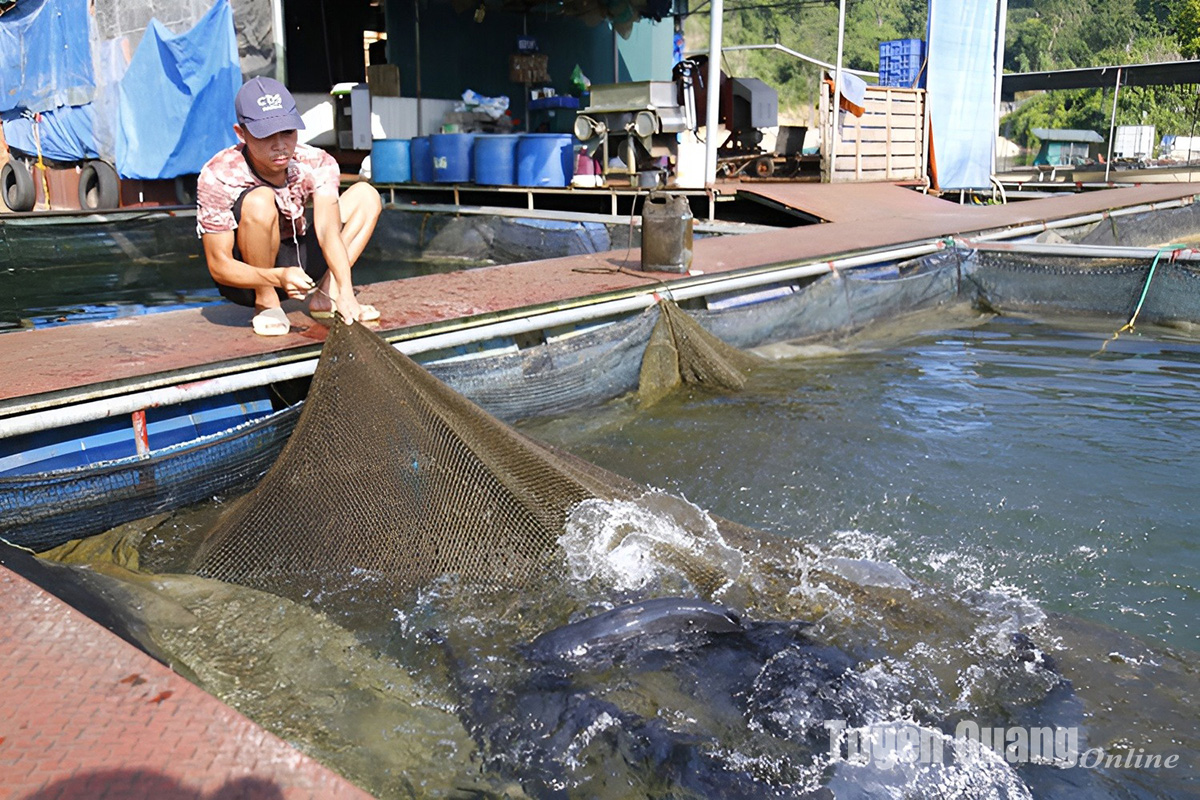Trên một hồ nước ngọt nhân tạo lớn ở Tuyên Quang, dân đánh bắt được 2.000 tấn cá ngon năm 2023- Ảnh 1.