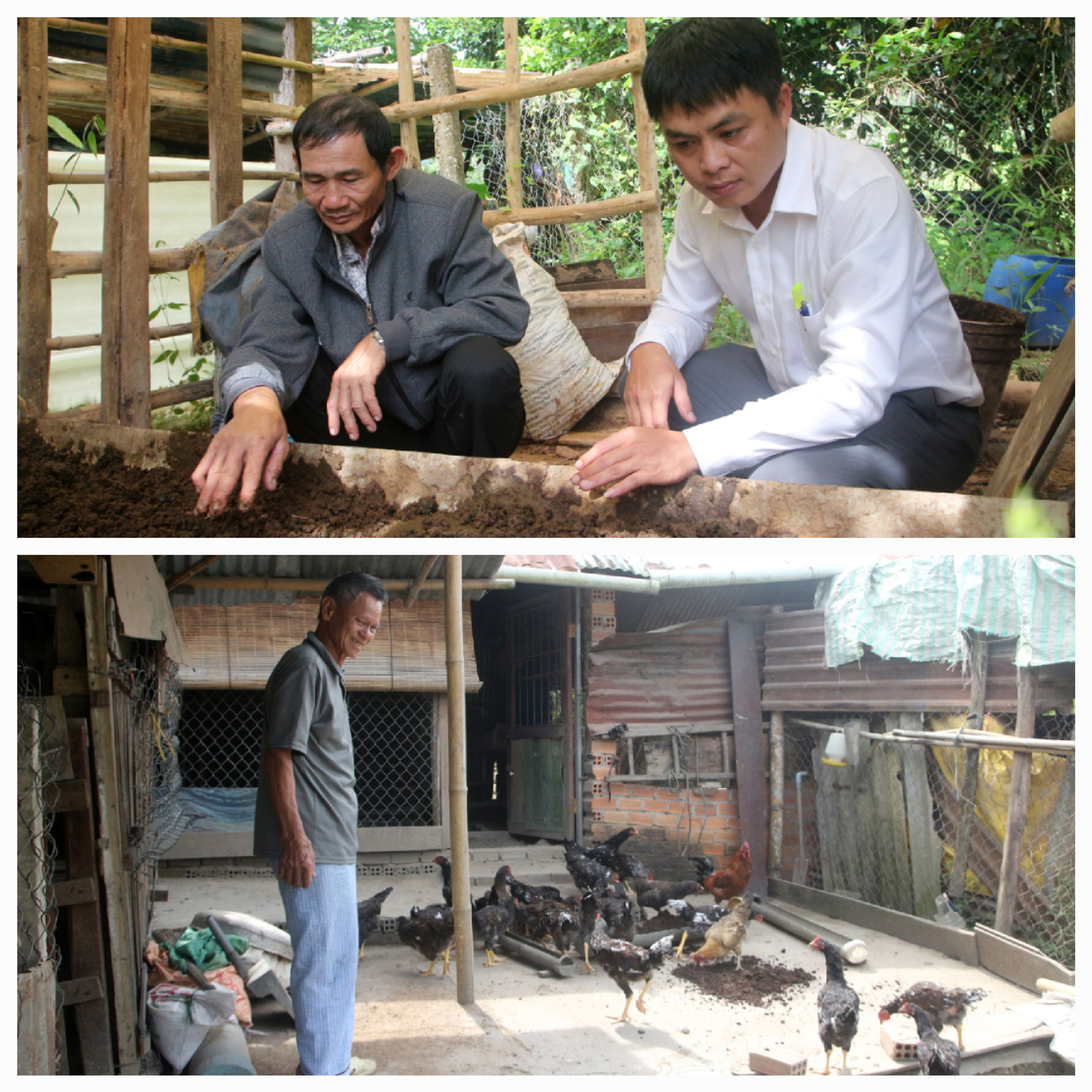 Vì sao nông dân nơi này ở Lâm Đồng nuôi trùn quế mà khiến đàn gà lại khỏe, vườn sầu riêng lại tốt lên?- Ảnh 2.