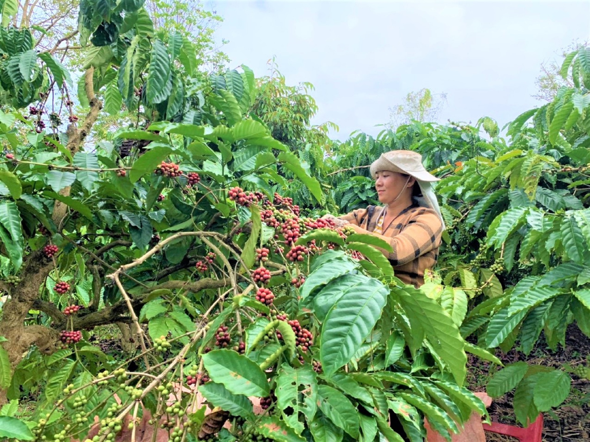 Giá cà phê lập đỉnh, nông dân Đắk Lắk có cái Tết ấm- Ảnh 1.