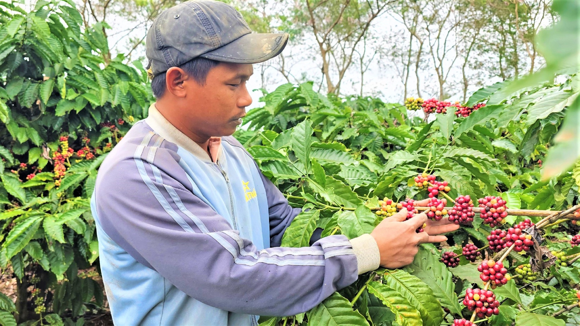 Giá cà phê lập đỉnh, nông dân Đắk Lắk có cái Tết ấm- Ảnh 2.