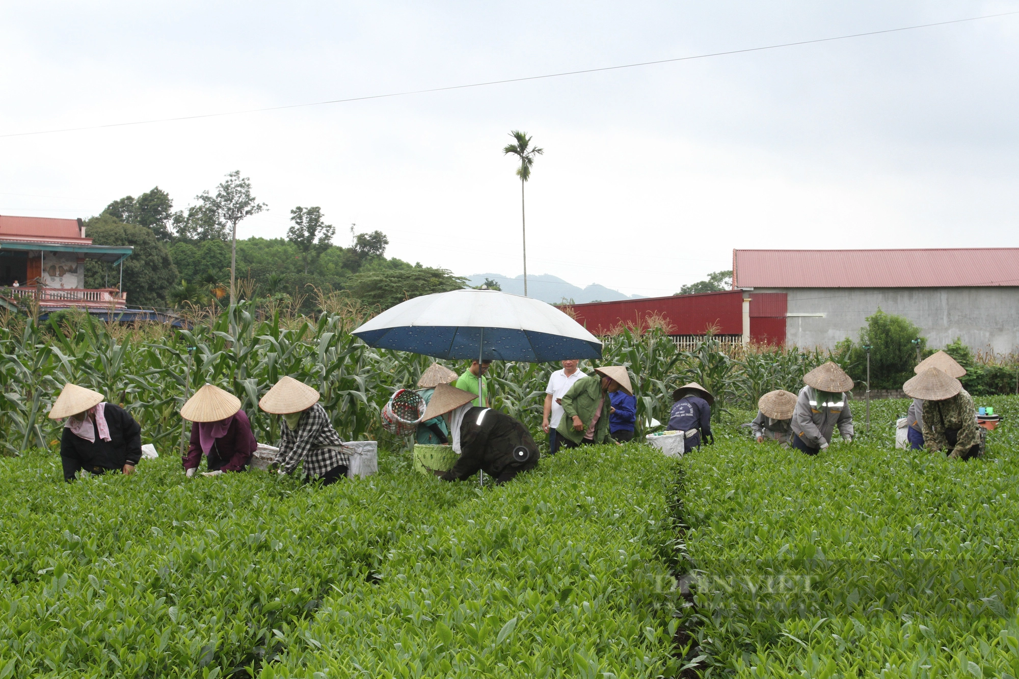 Đa dạng giải pháp giảm nghèo đa chiều ở một huyện miền núi của Thái Nguyên- Ảnh 1.