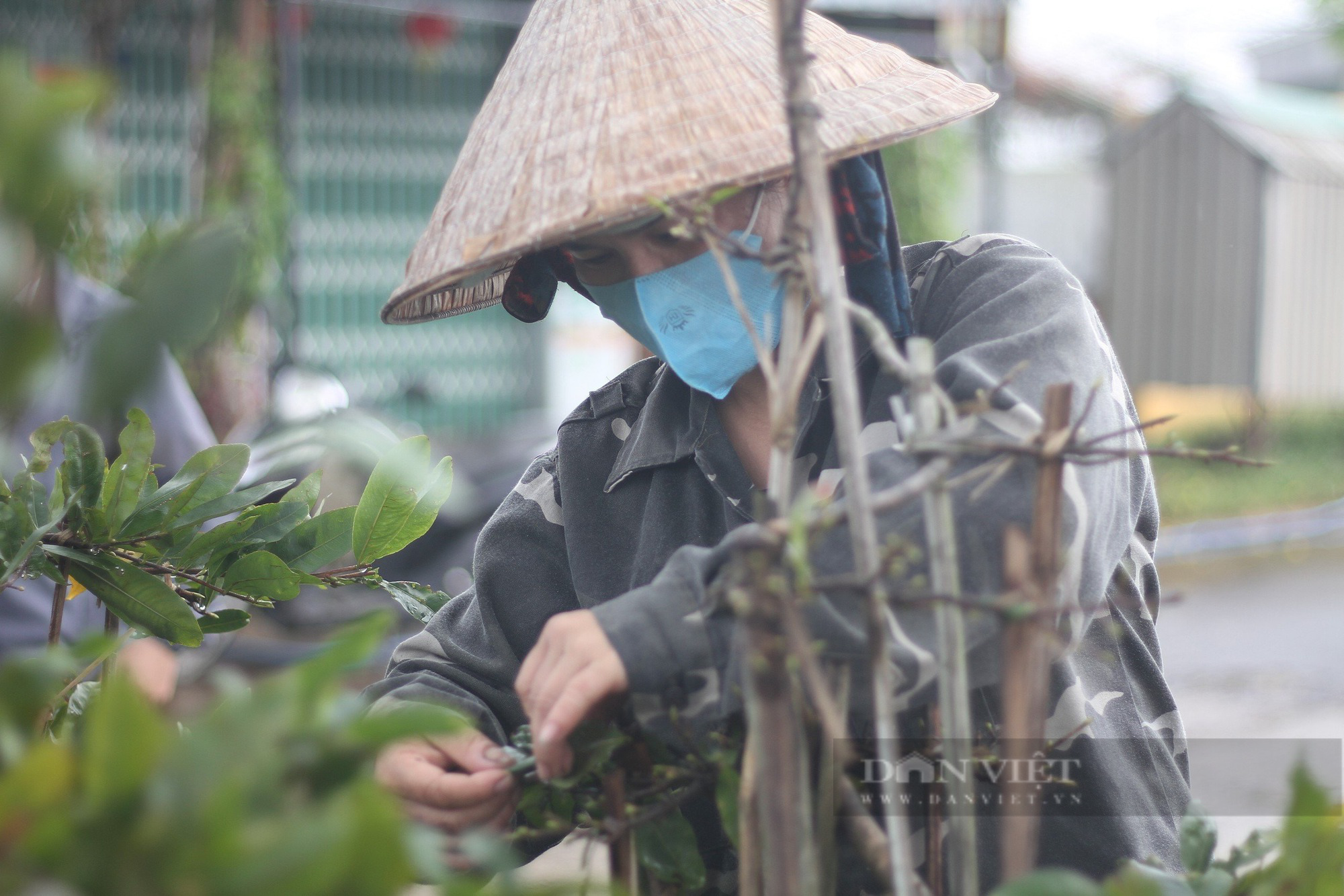 Nông dân An Nhơn "Thủ phủ" trồng mai vàng miền Trung ở Bình Định xuống lá mai kịp bán dịp Tết- Ảnh 3.
