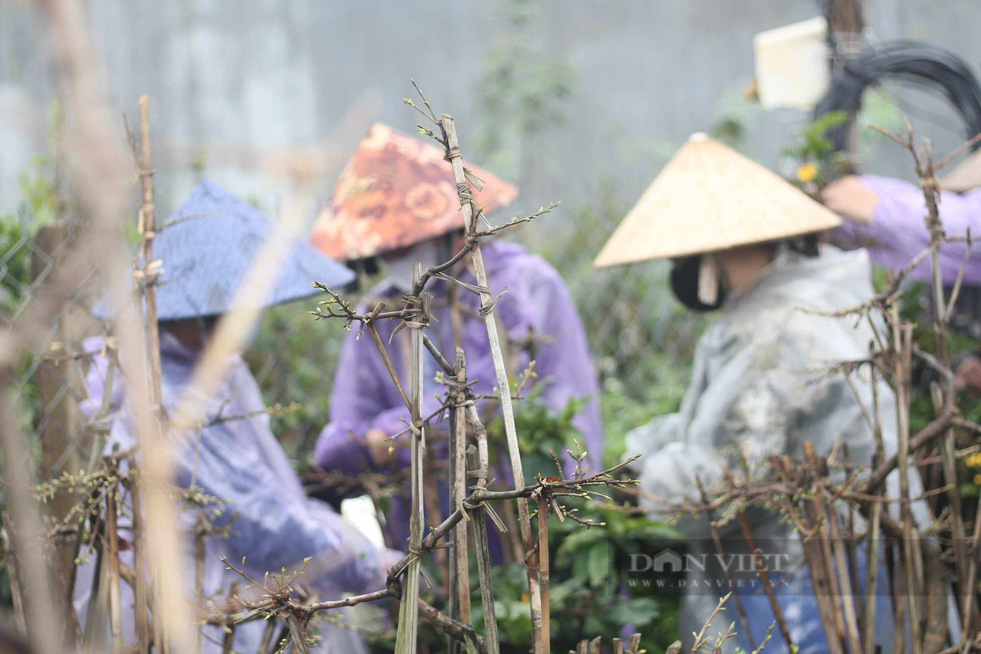 Nông dân An Nhơn "Thủ phủ" trồng mai vàng miền Trung ở Bình Định xuống lá mai kịp bán dịp Tết- Ảnh 4.
