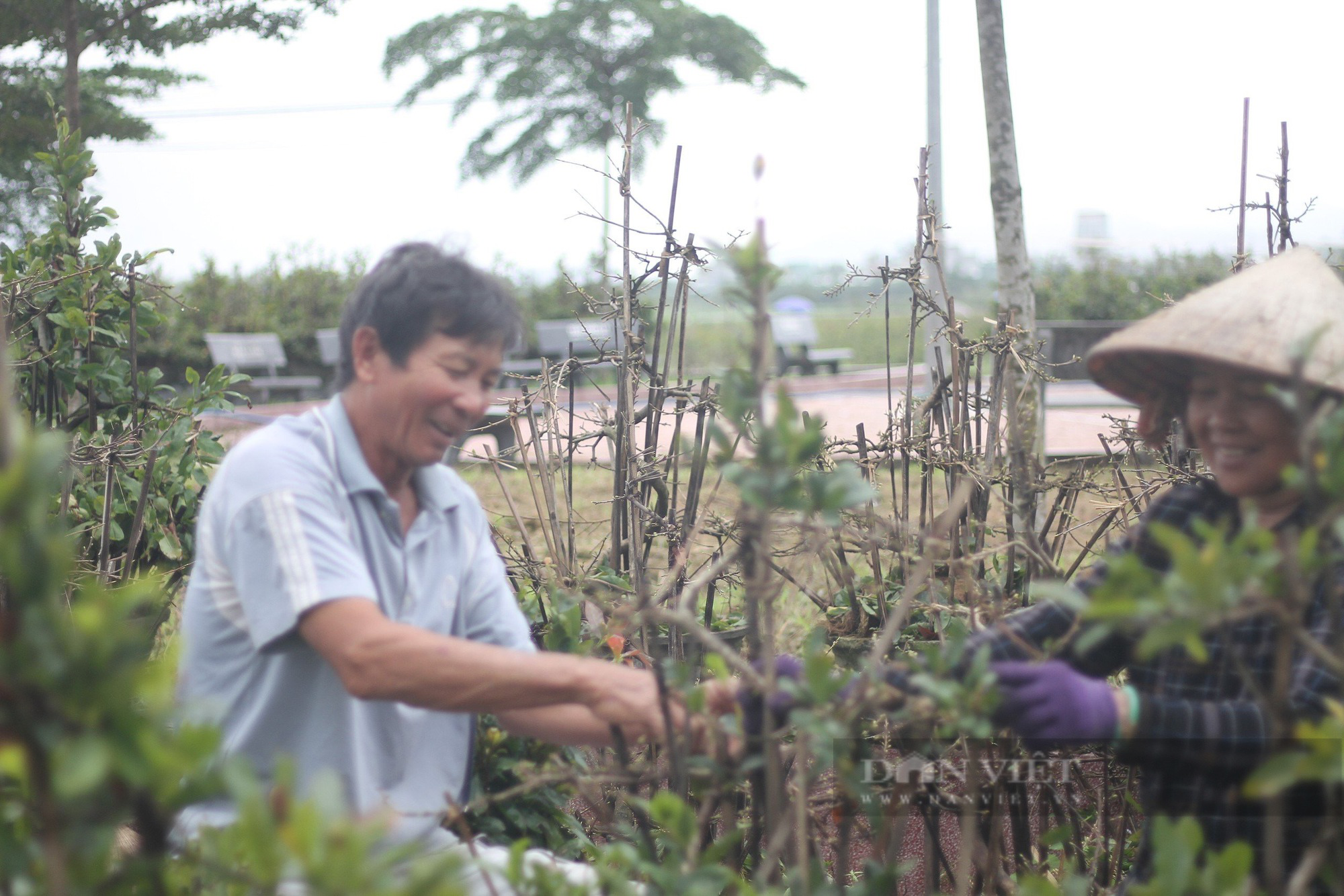 Nông dân An Nhơn "Thủ phủ" trồng mai vàng miền Trung ở Bình Định xuống lá mai kịp bán dịp Tết- Ảnh 5.