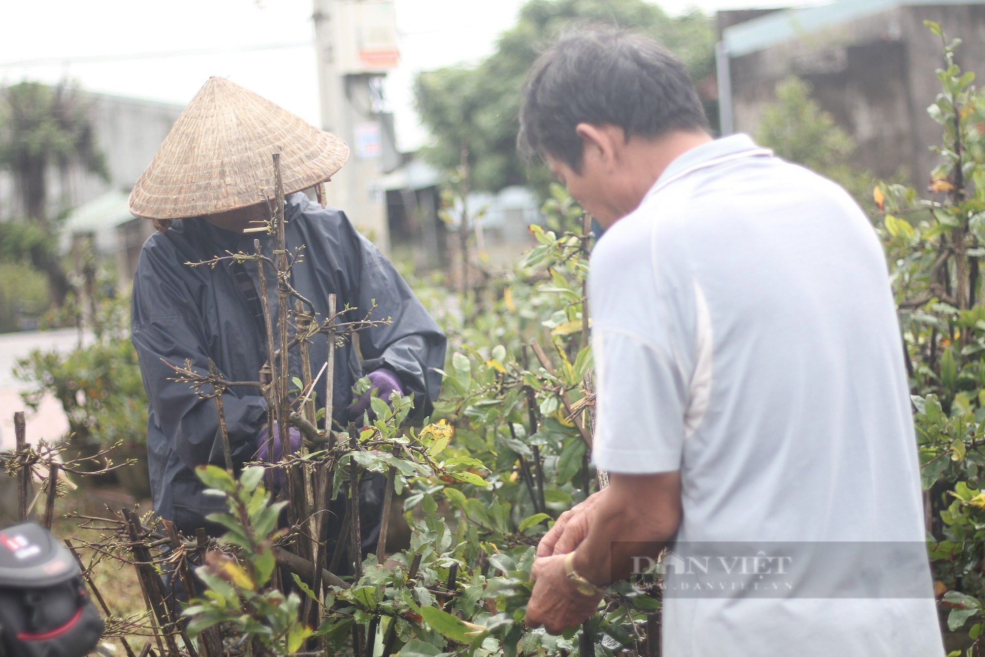 Nông dân An Nhơn "Thủ phủ" trồng mai vàng miền Trung ở Bình Định xuống lá mai kịp bán dịp Tết- Ảnh 6.