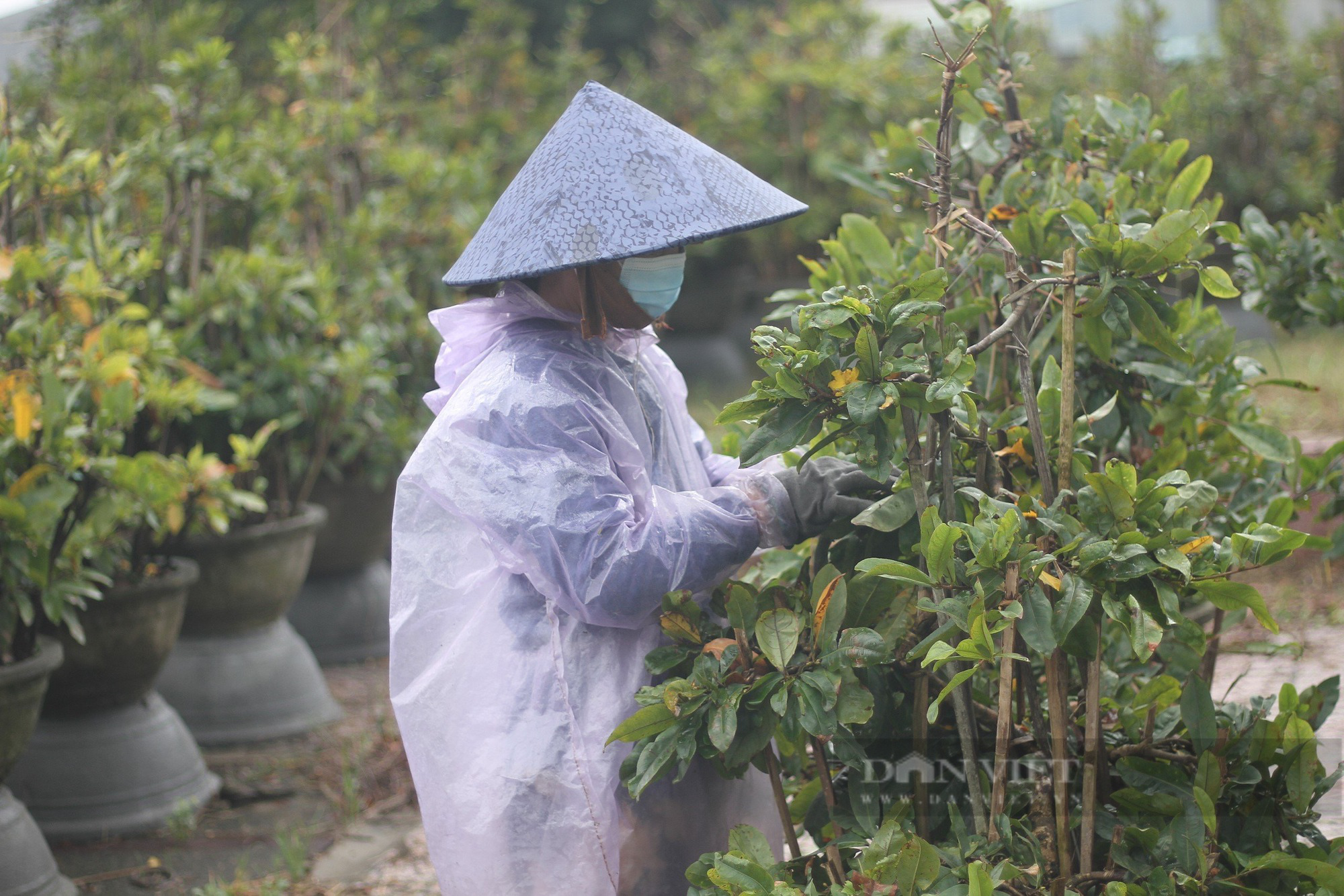 Nông dân An Nhơn "Thủ phủ" trồng mai vàng miền Trung ở Bình Định xuống lá mai kịp bán dịp Tết- Ảnh 10.