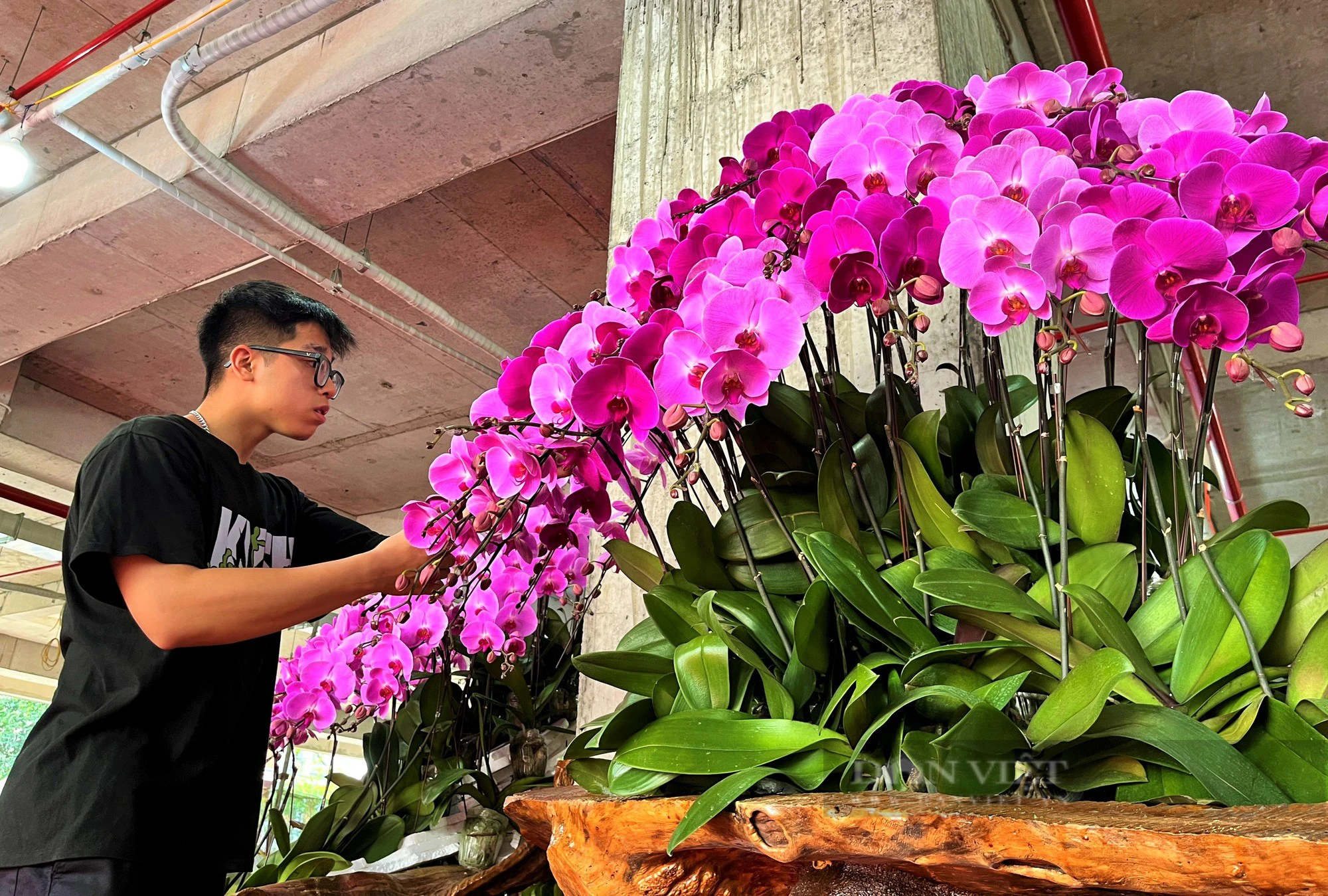 Lan hồ điệp Đà Lạt kết gỗ lũa bán ở Nghệ An, giá ngàn đô vẫn hút khách mua về chơi- Ảnh 2.