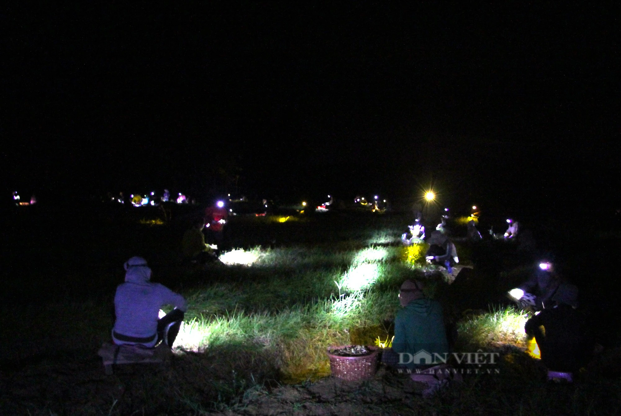 Ở Ninh Thuận, nông dân đội đèn xuyên đêm nhổ củ kiệu bán dịp Tết- Ảnh 1.