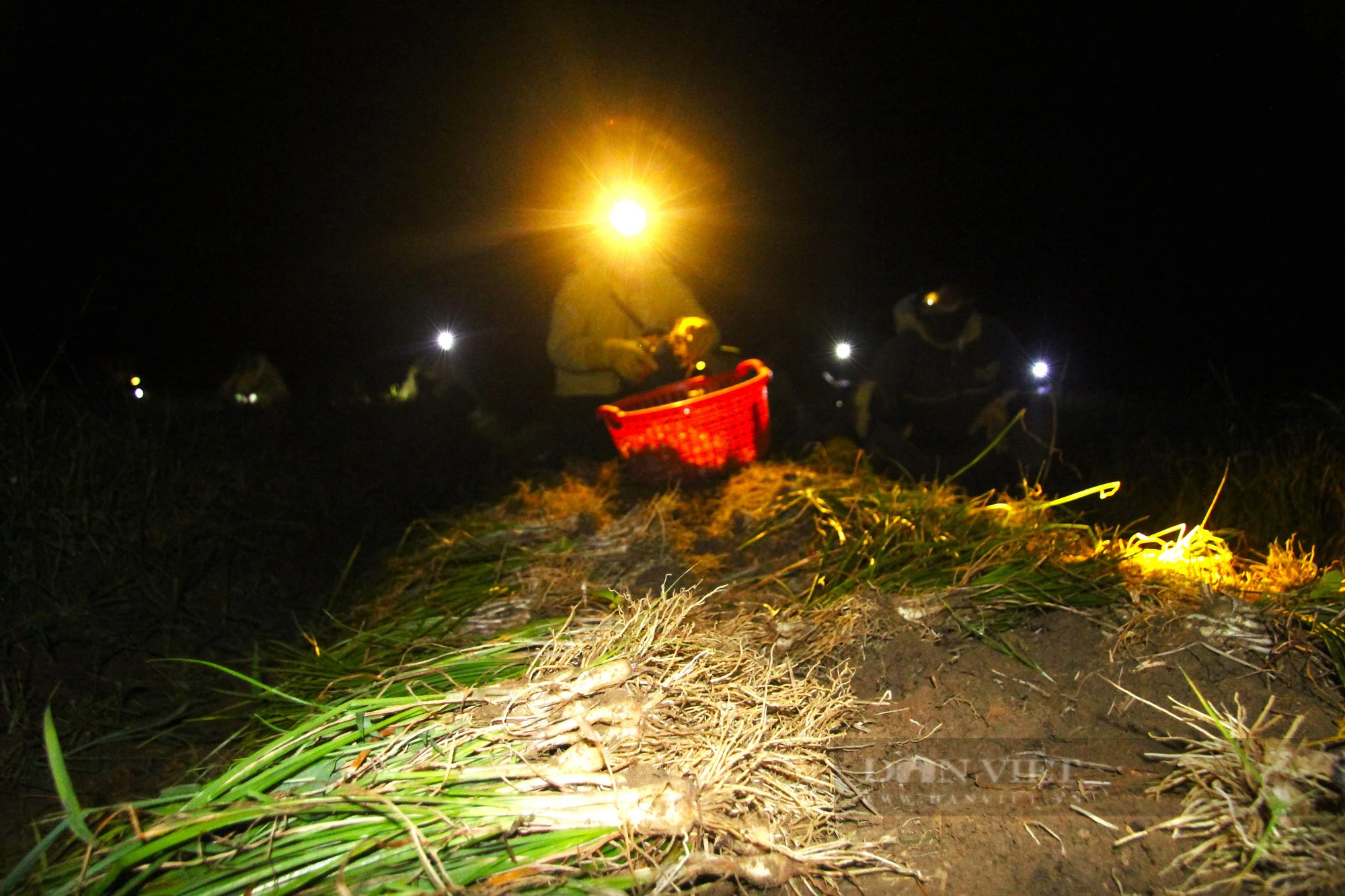 Ở Ninh Thuận, nông dân đội đèn xuyên đêm nhổ củ kiệu bán dịp Tết- Ảnh 2.