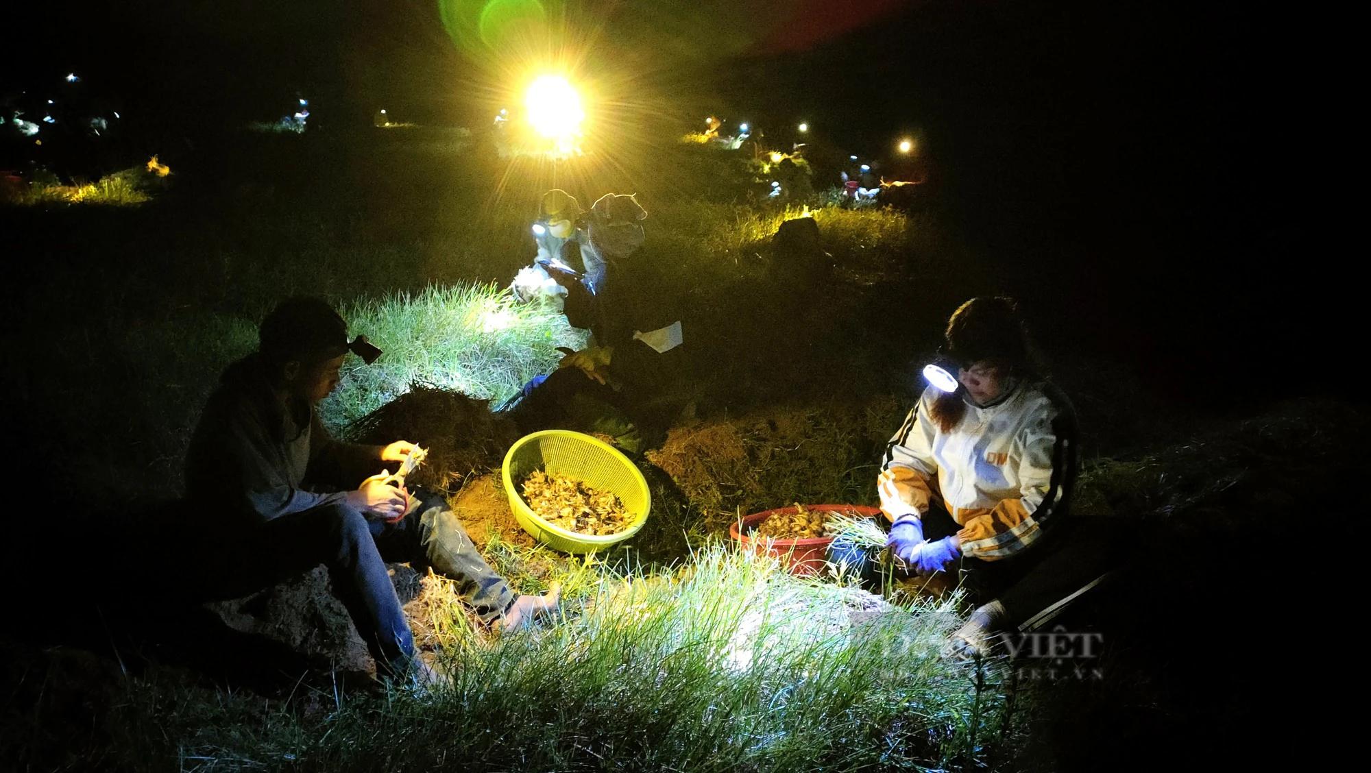 Ở Ninh Thuận, nông dân đội đèn xuyên đêm nhổ củ kiệu bán dịp Tết- Ảnh 3.