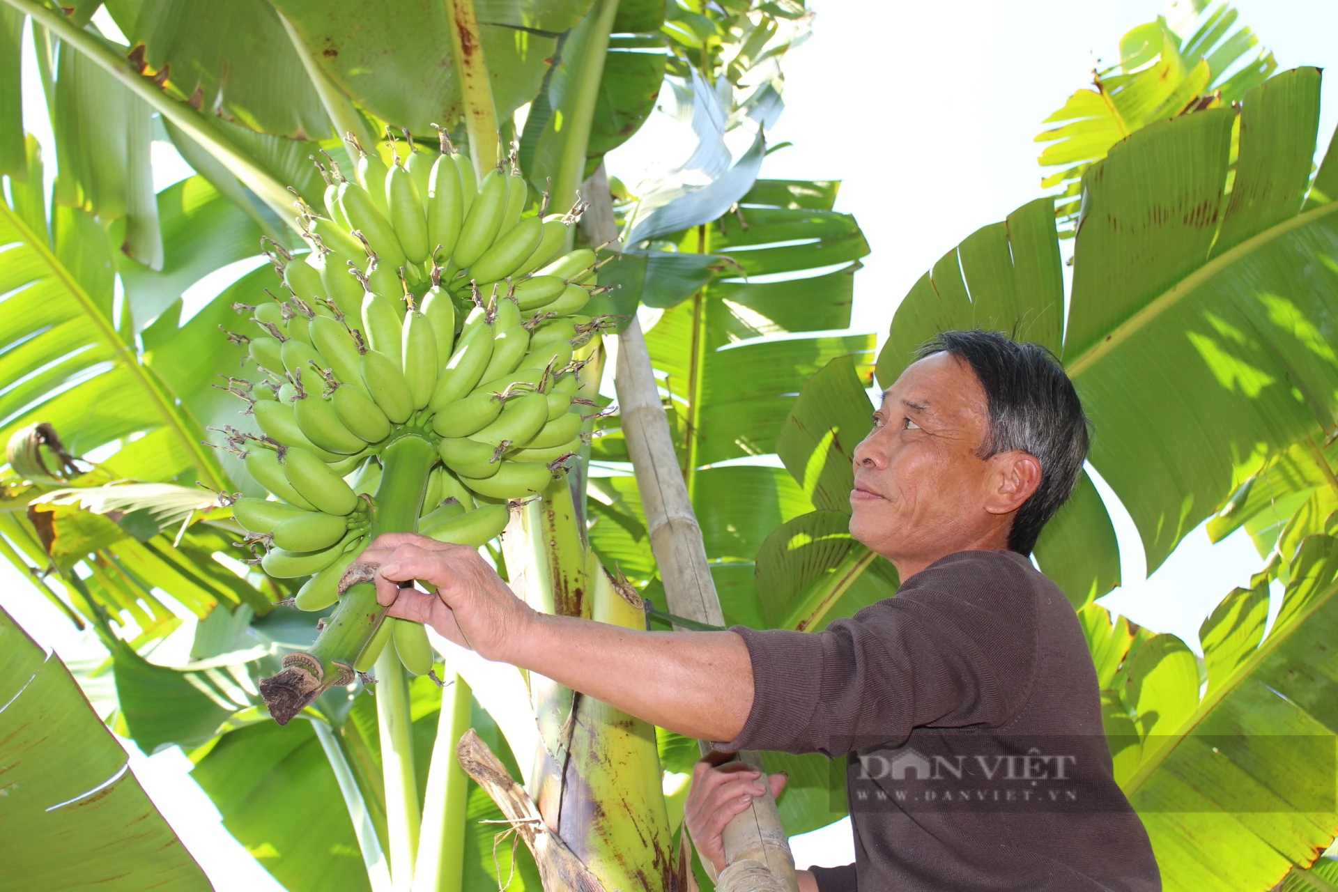 Chuối tiến vua ở Hà Nam ngon cỡ nào mà dịp cuối năm dù giá bán đắt vẫn "cháy" hàng?- Ảnh 1.