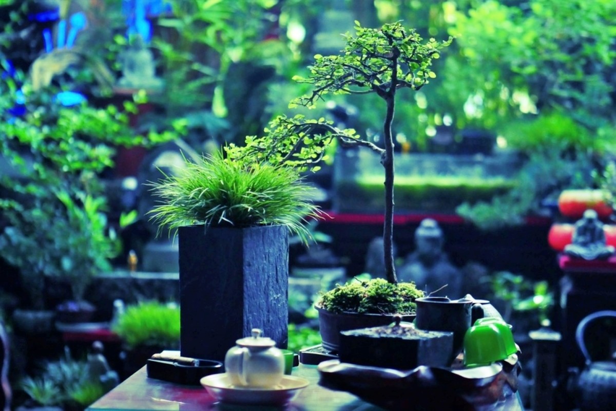 "Hô biến" cây hoa dại mọc đầy đường thành cây cảnh bonsai mini, chủ nhân tha hồ "hốt bạc" dịp Tết Nguyên đán 2024- Ảnh 10.